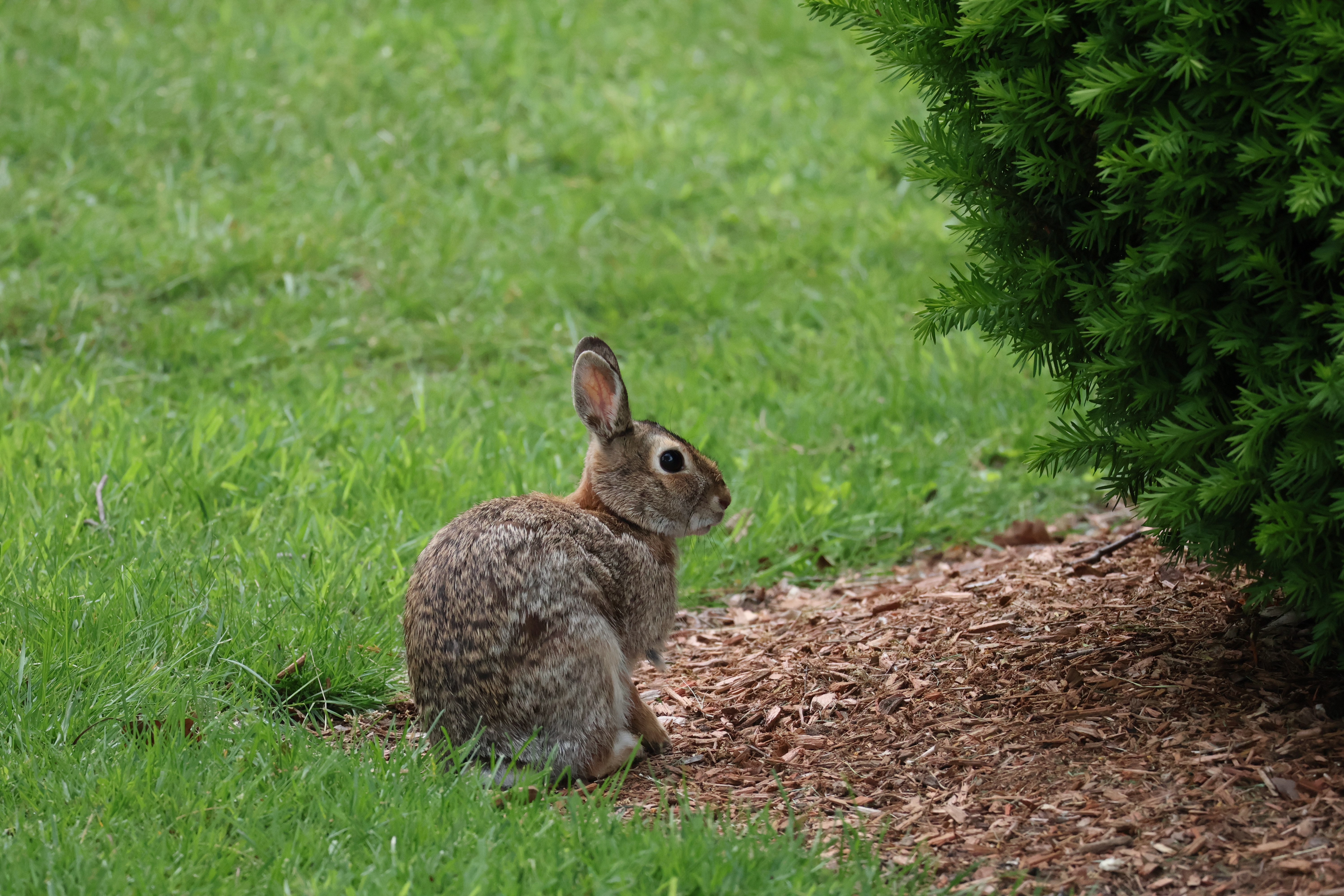 A bunny stands in the grass, facing a bush to the right.