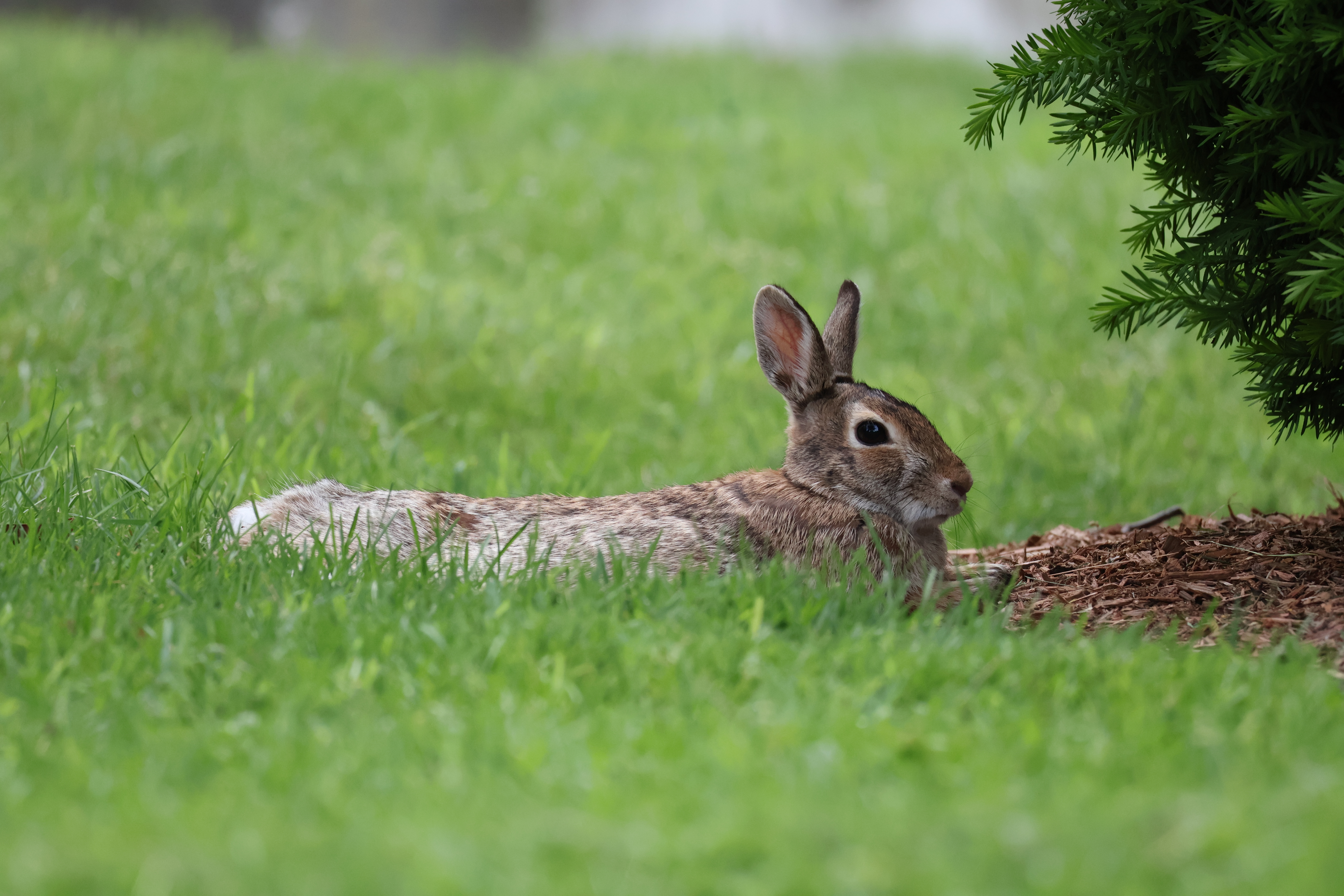 A bunny lays down in the grass, facing a bush to the right.