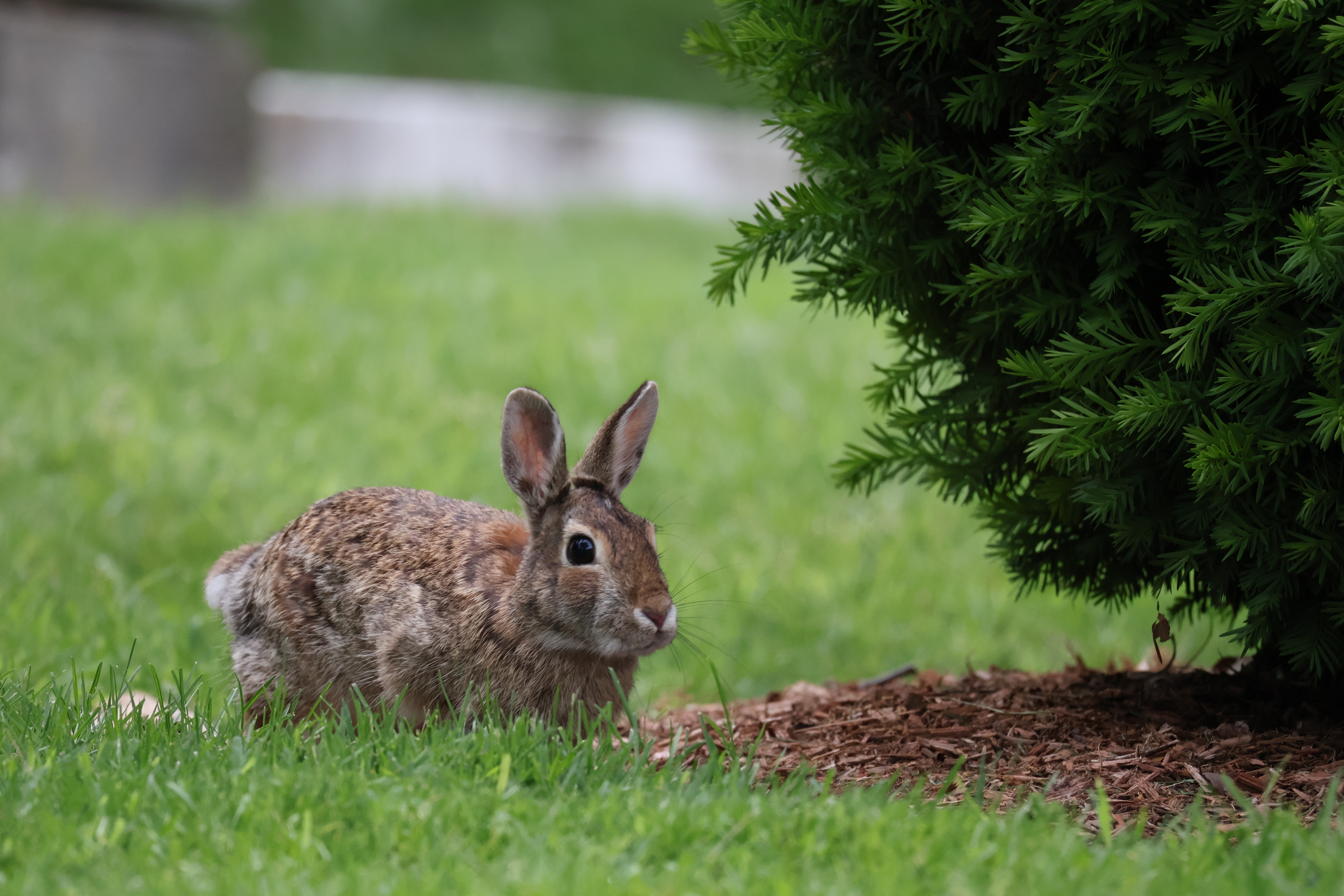 A bunny stands in the grass, facing a bush to the right.