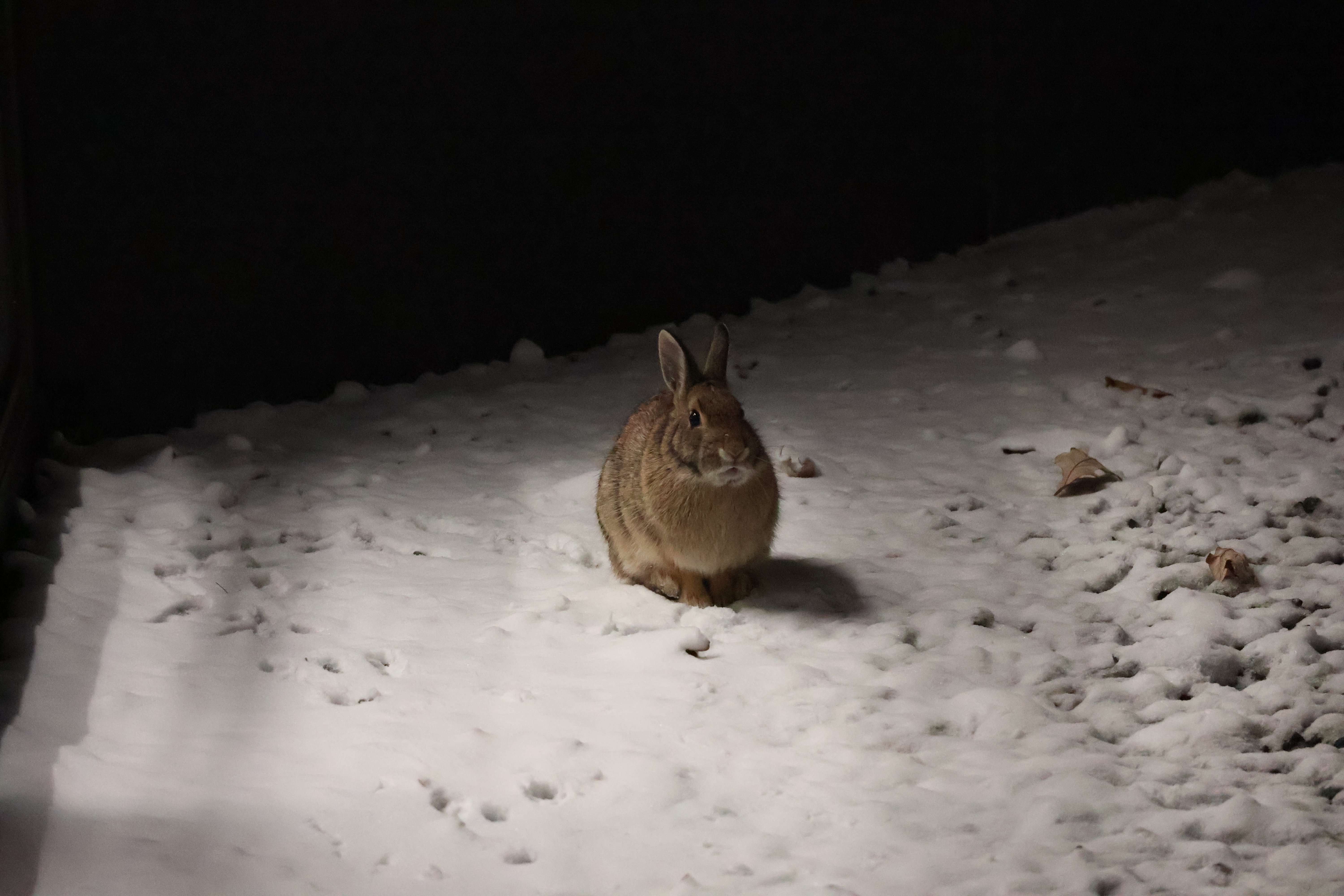 A bunny stands in the snow, facing forward.