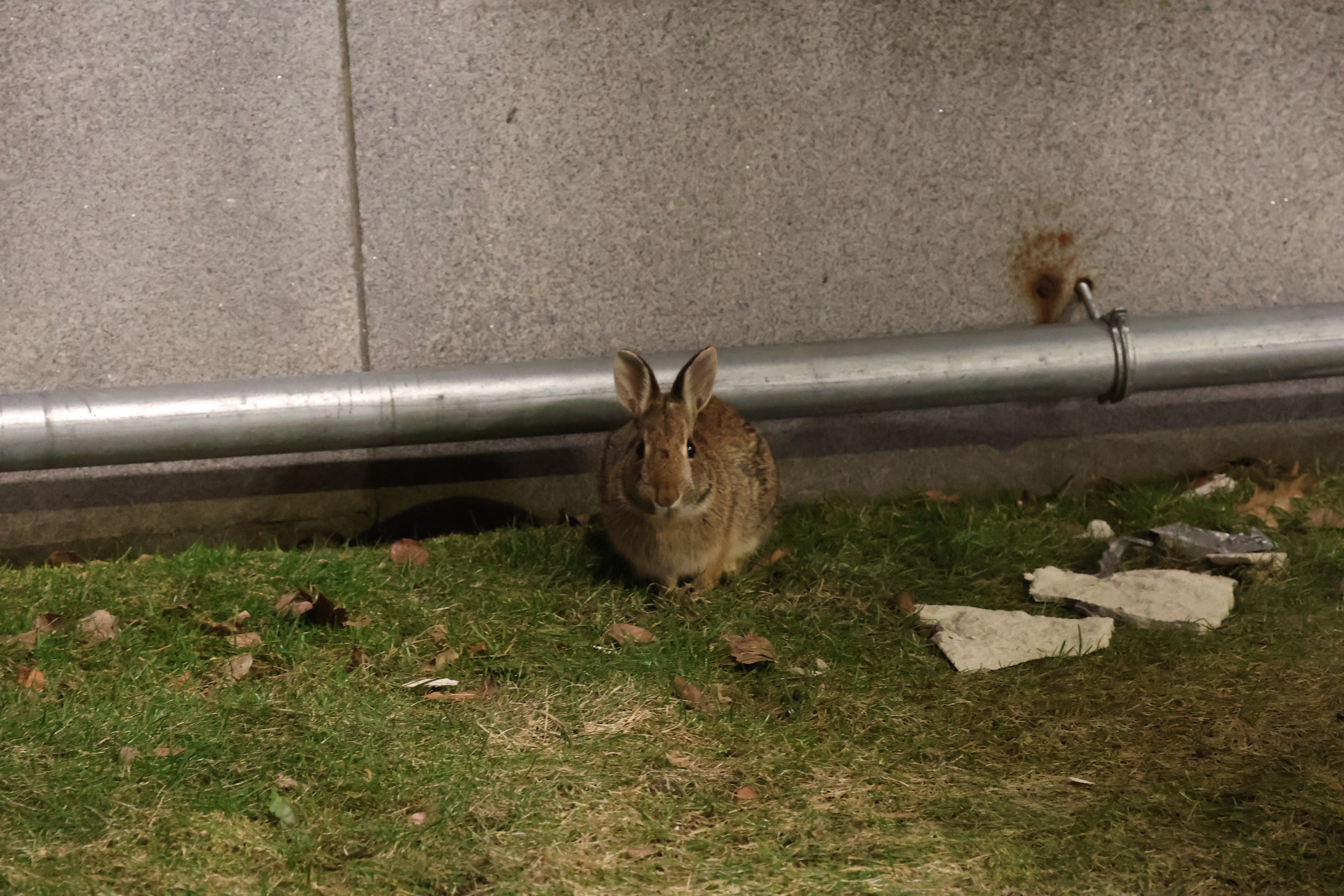 A bunny stands in the grass against a building, facing forward.