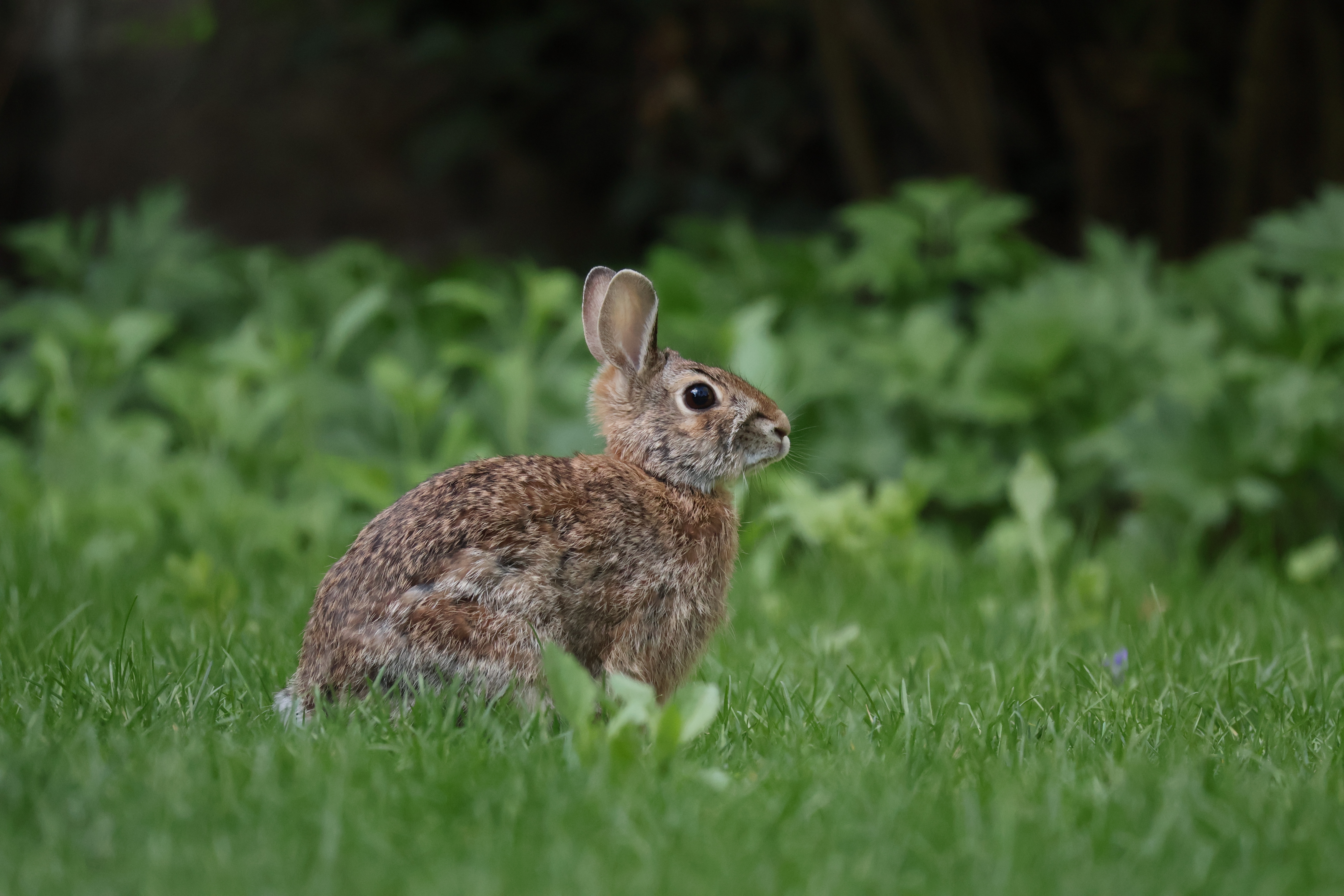 A bunny stands in a lawn, facing to the right.