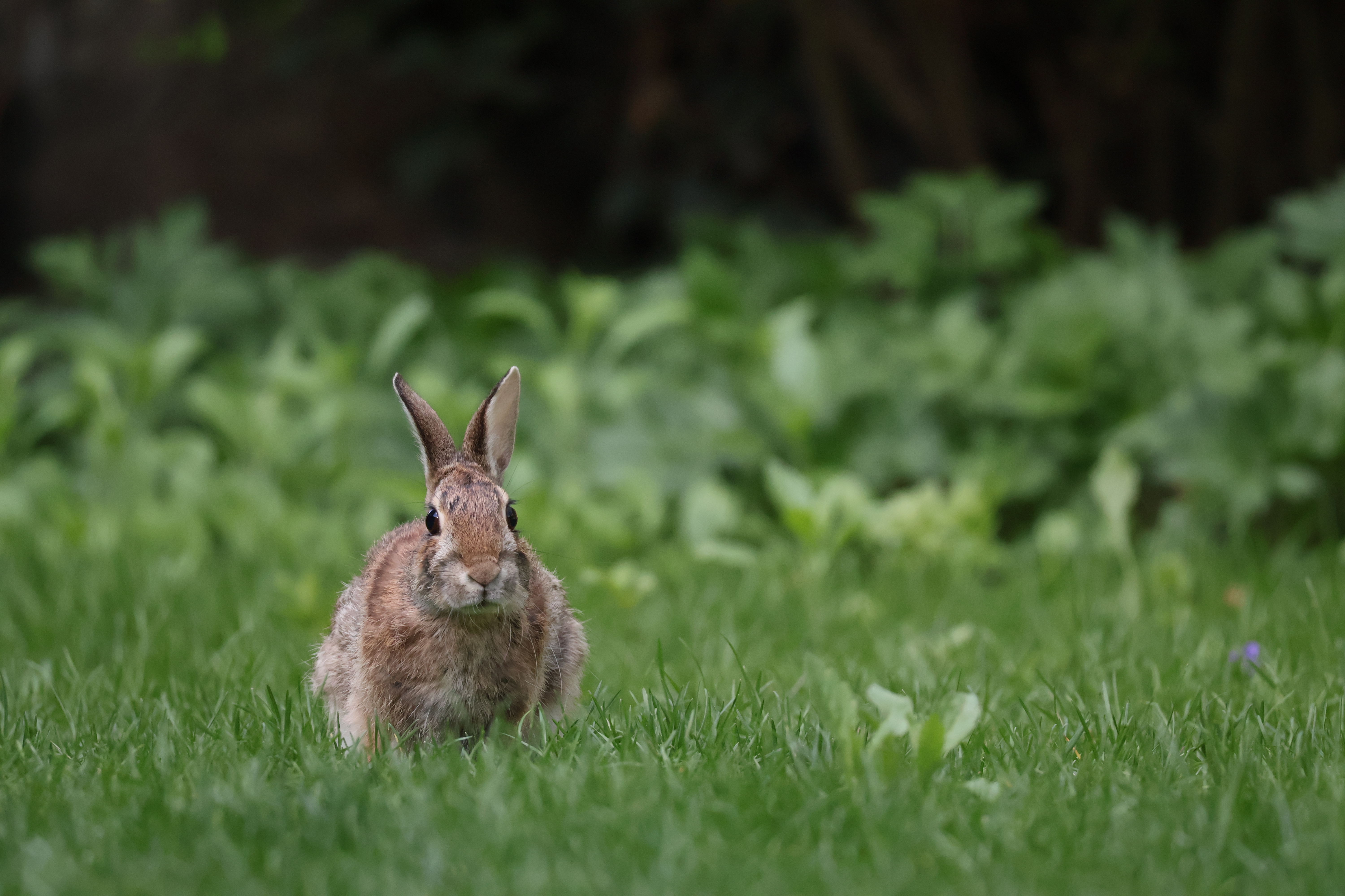 A bunny stands in a lawn, facing forward.
