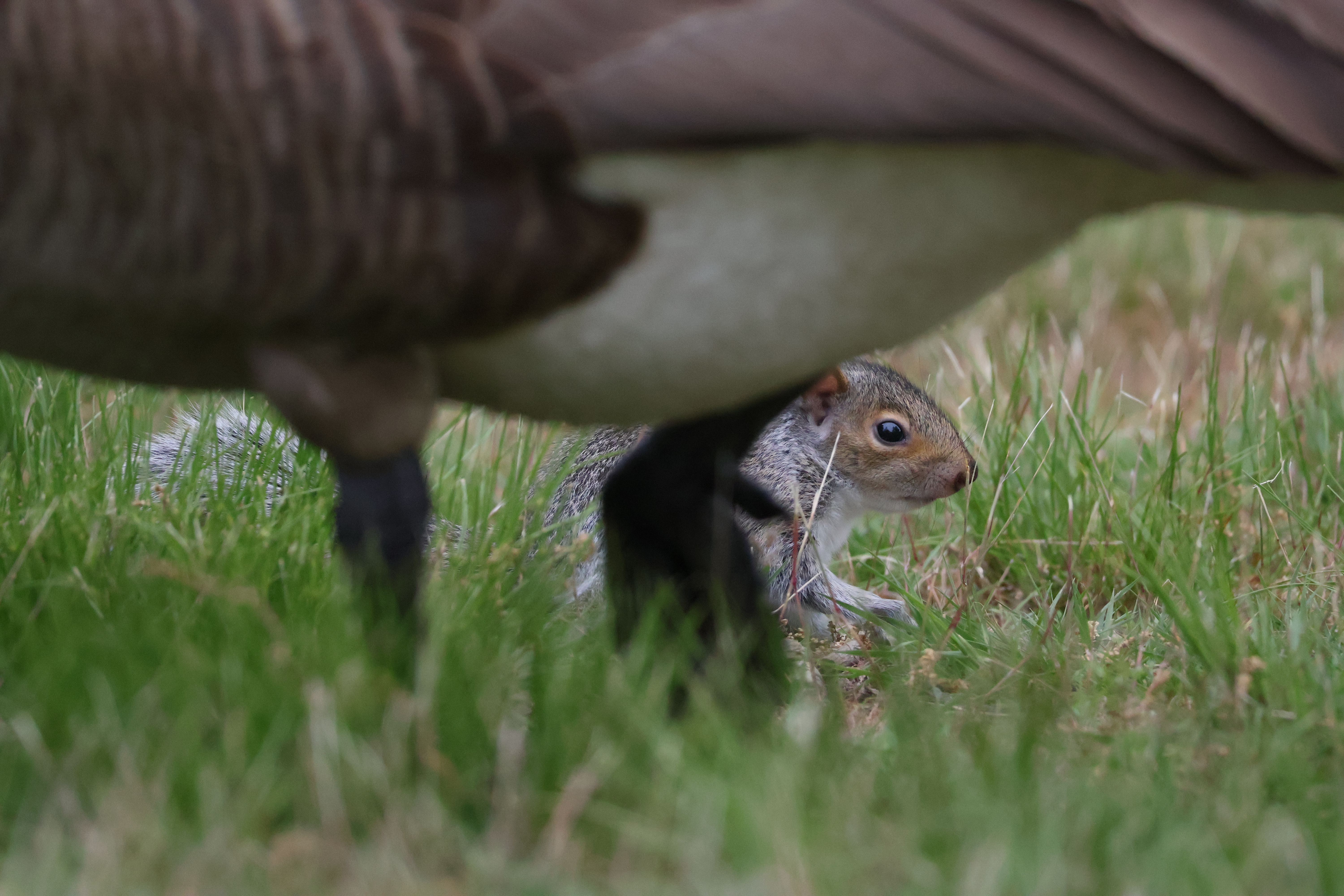 A young-looking squirrel is partially obscured by an out-of-focus goose.