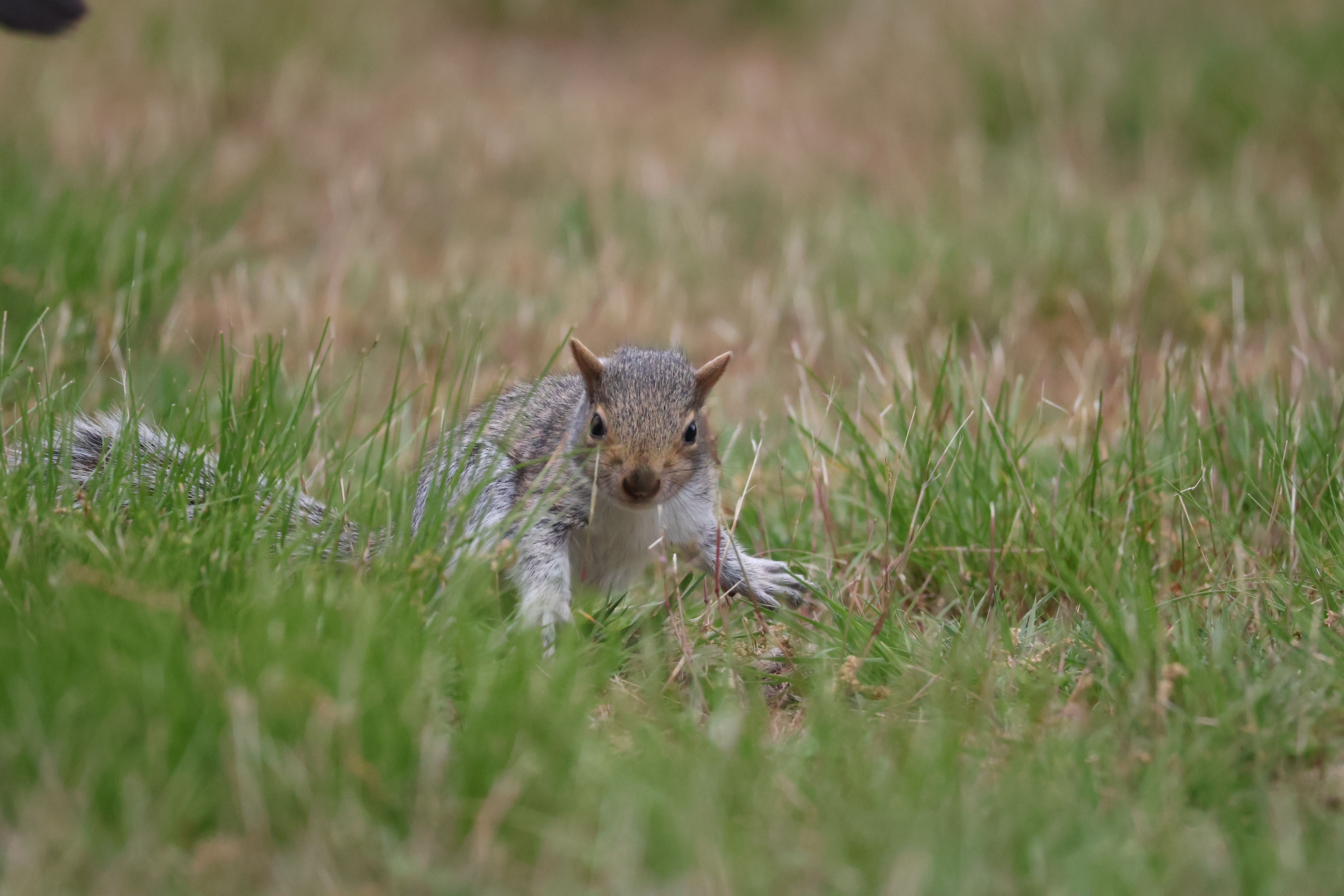 A young-looking squirrel, slightly blurred by motion, pushes through some grass.