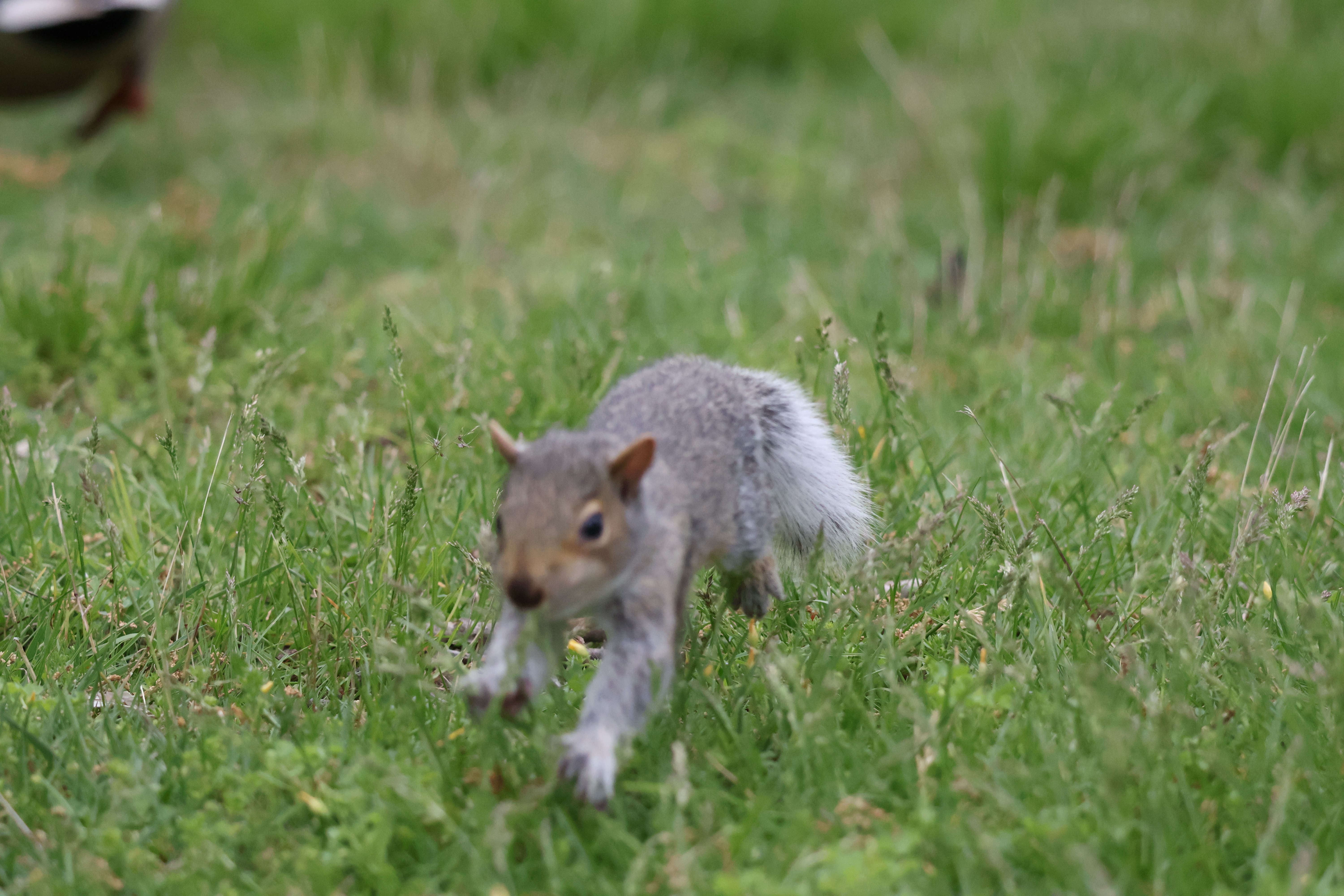 A young-looking squirrel, out of focus, jumpts towards the camera.