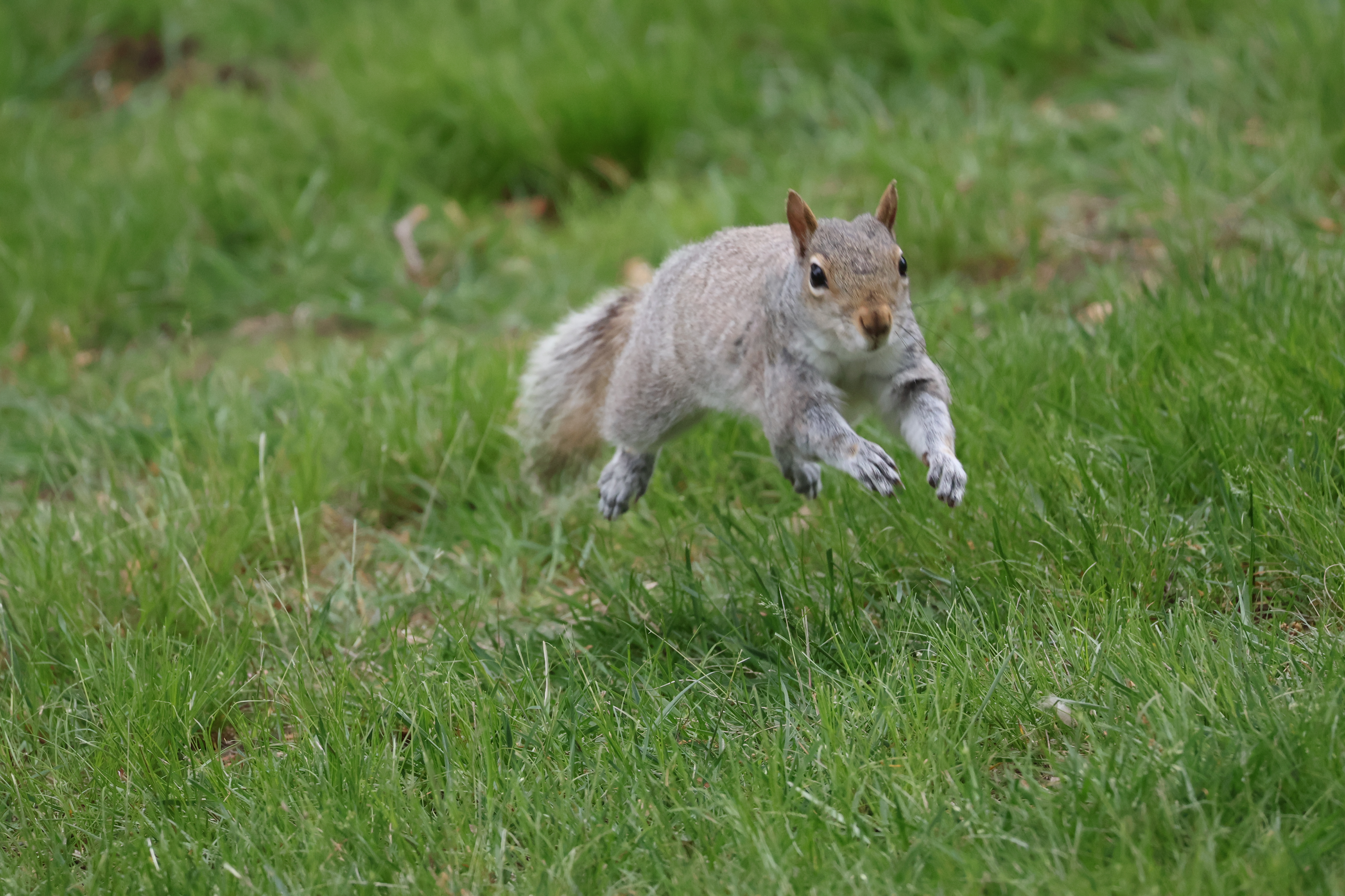 A squirrel mid jump.