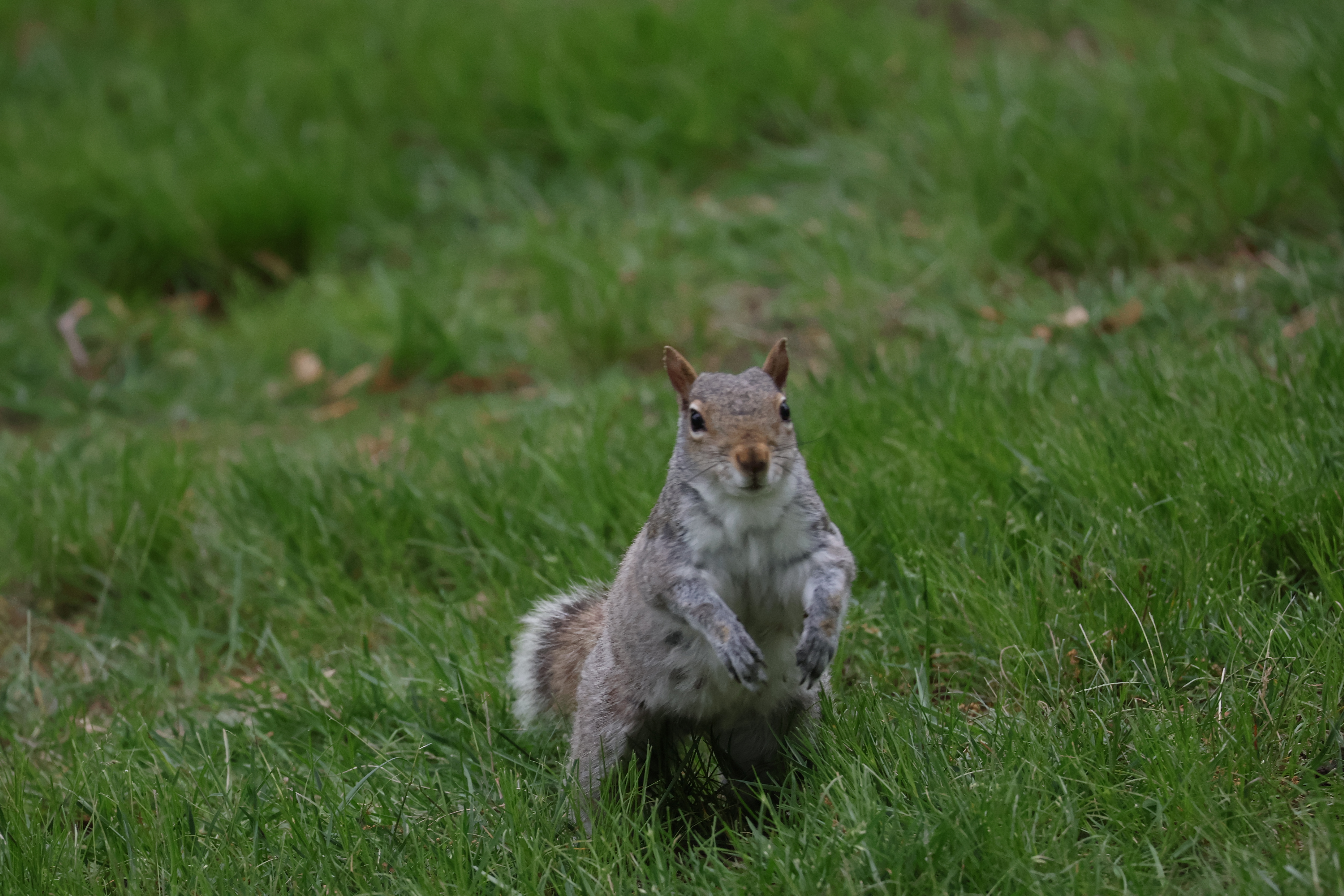 A squirrel after landing, preparing for the next jump.