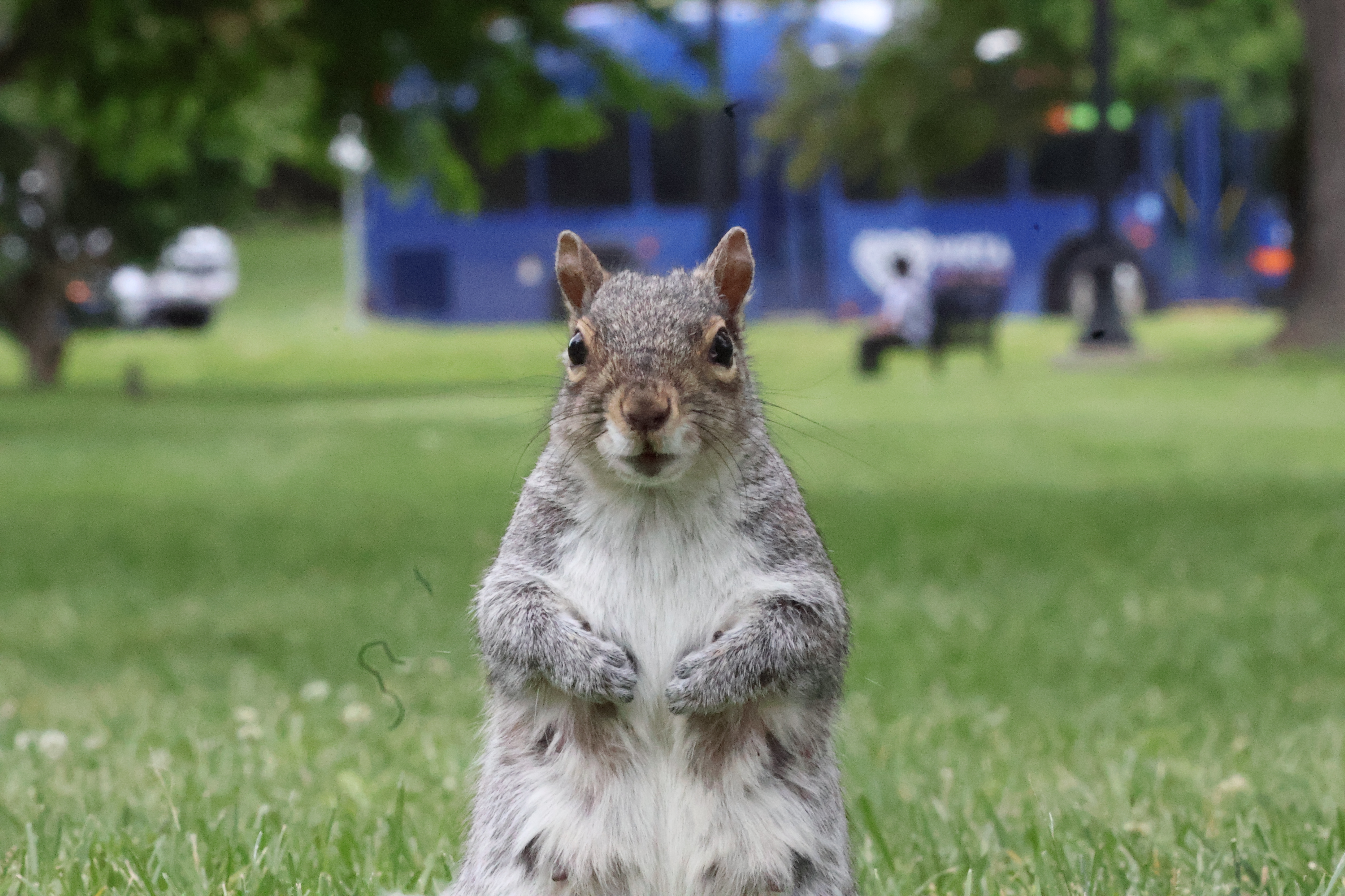A squirrel with a blue bus in the background.