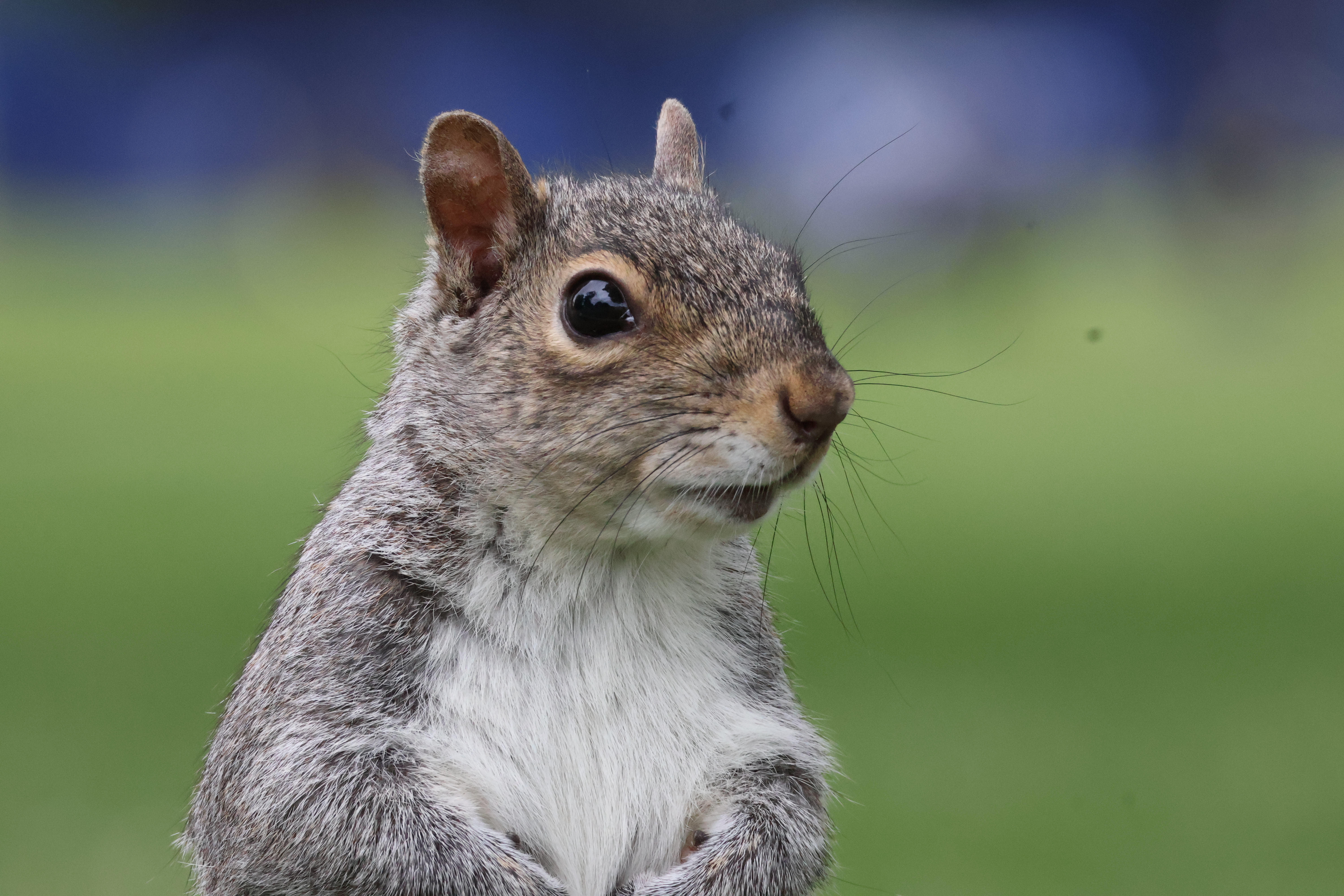 A squirrel looking to the right with fuzzy blue in the background.