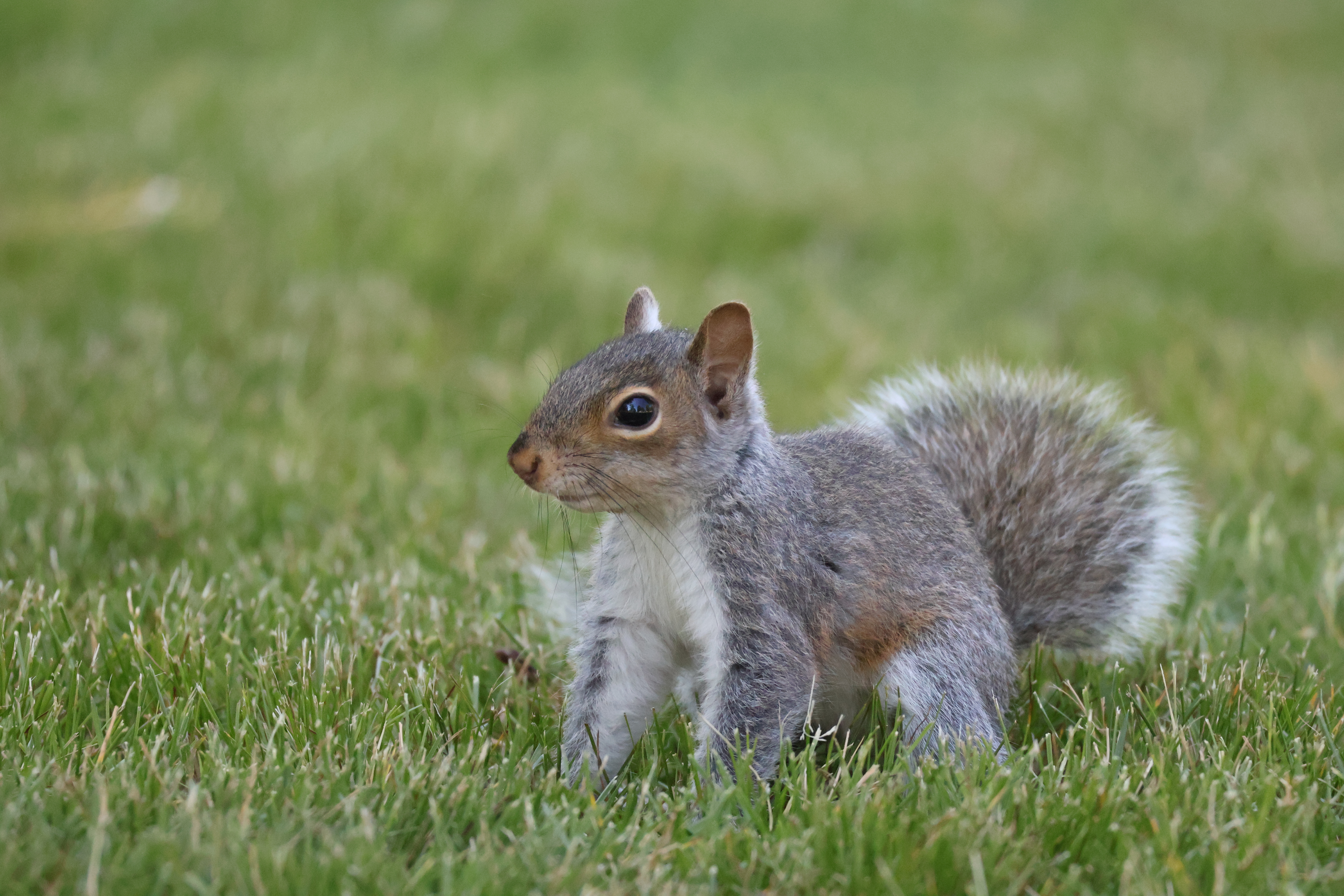 A young squirrel facing to the left.