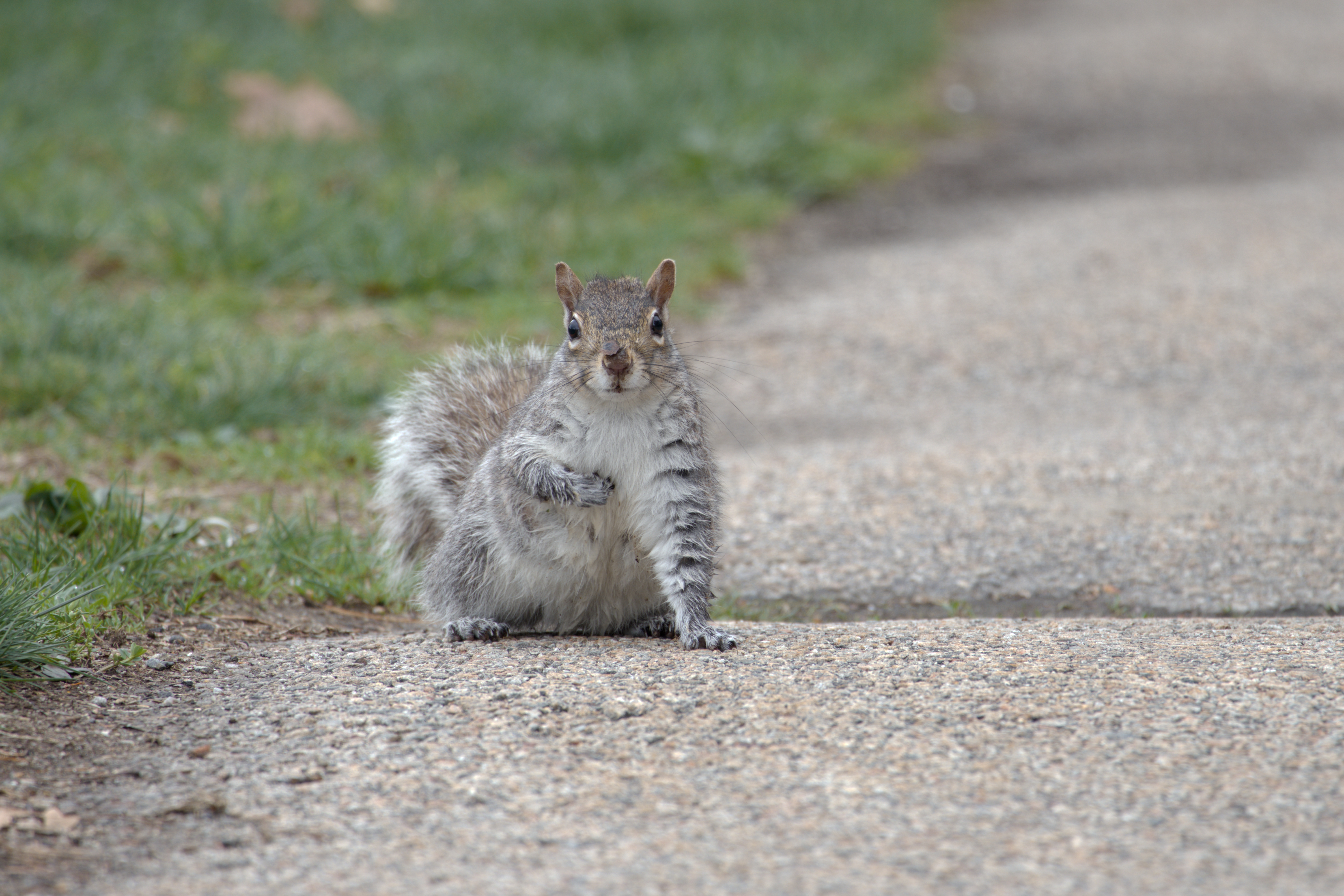 A squirrel in superhero standing on a sidewalk facing the camera with right hand to chest.