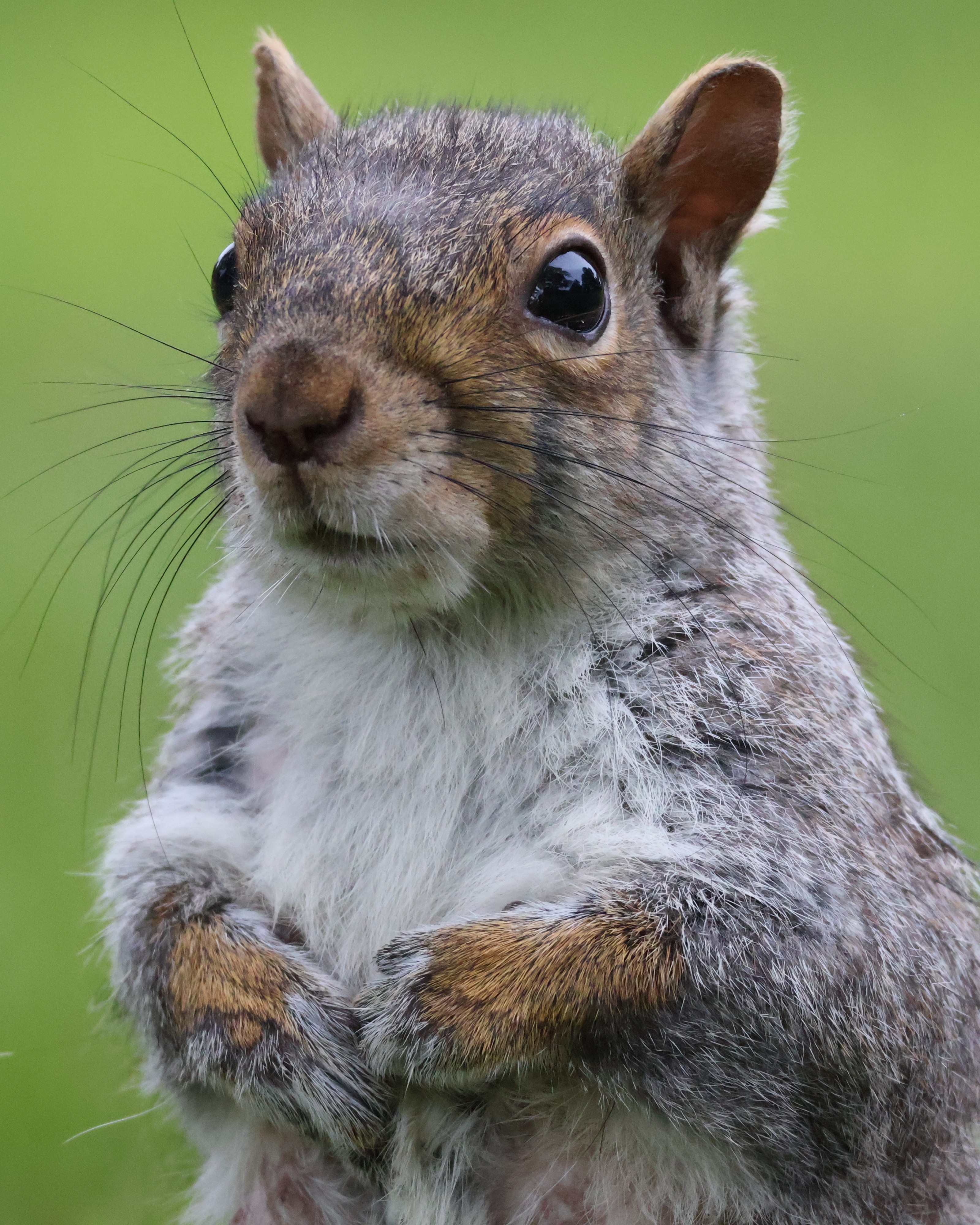A close-up of a squirrel with a notch in her ear gazing up and to the right.