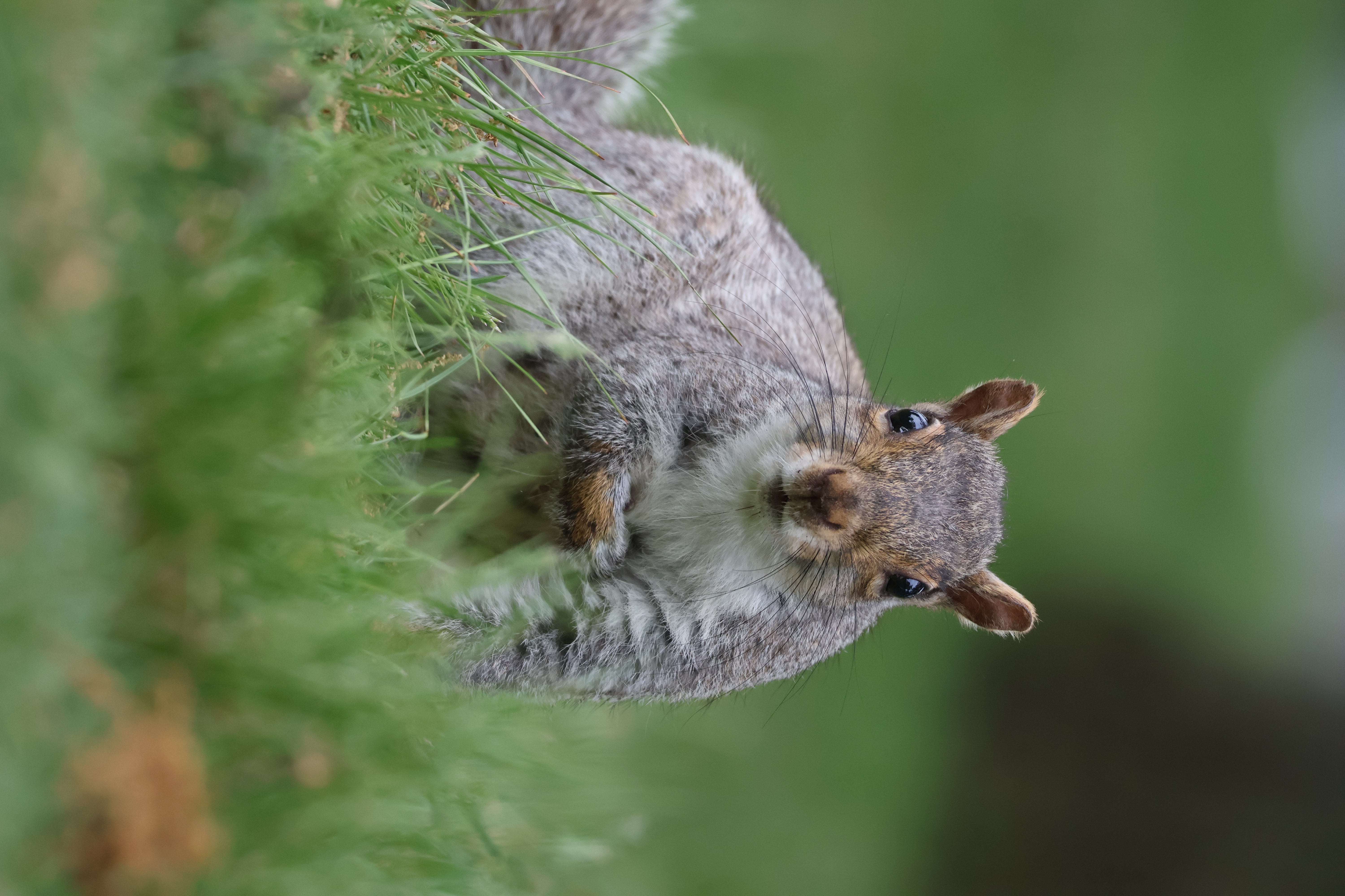 A squirrel with a notch in her ear staring at the camera, with her right hand raised to her chest.