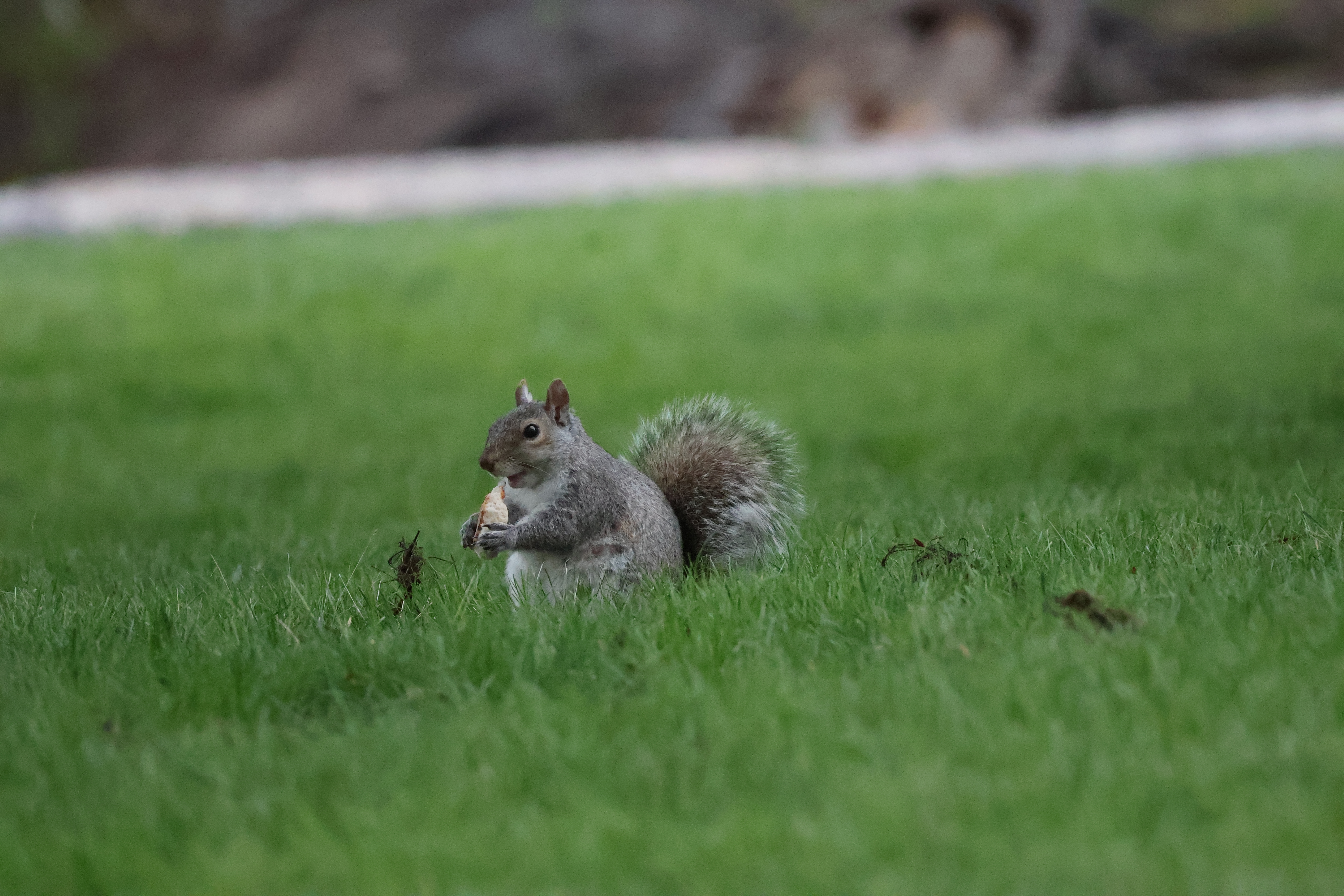 A very round squirrel happily munching a peanut.