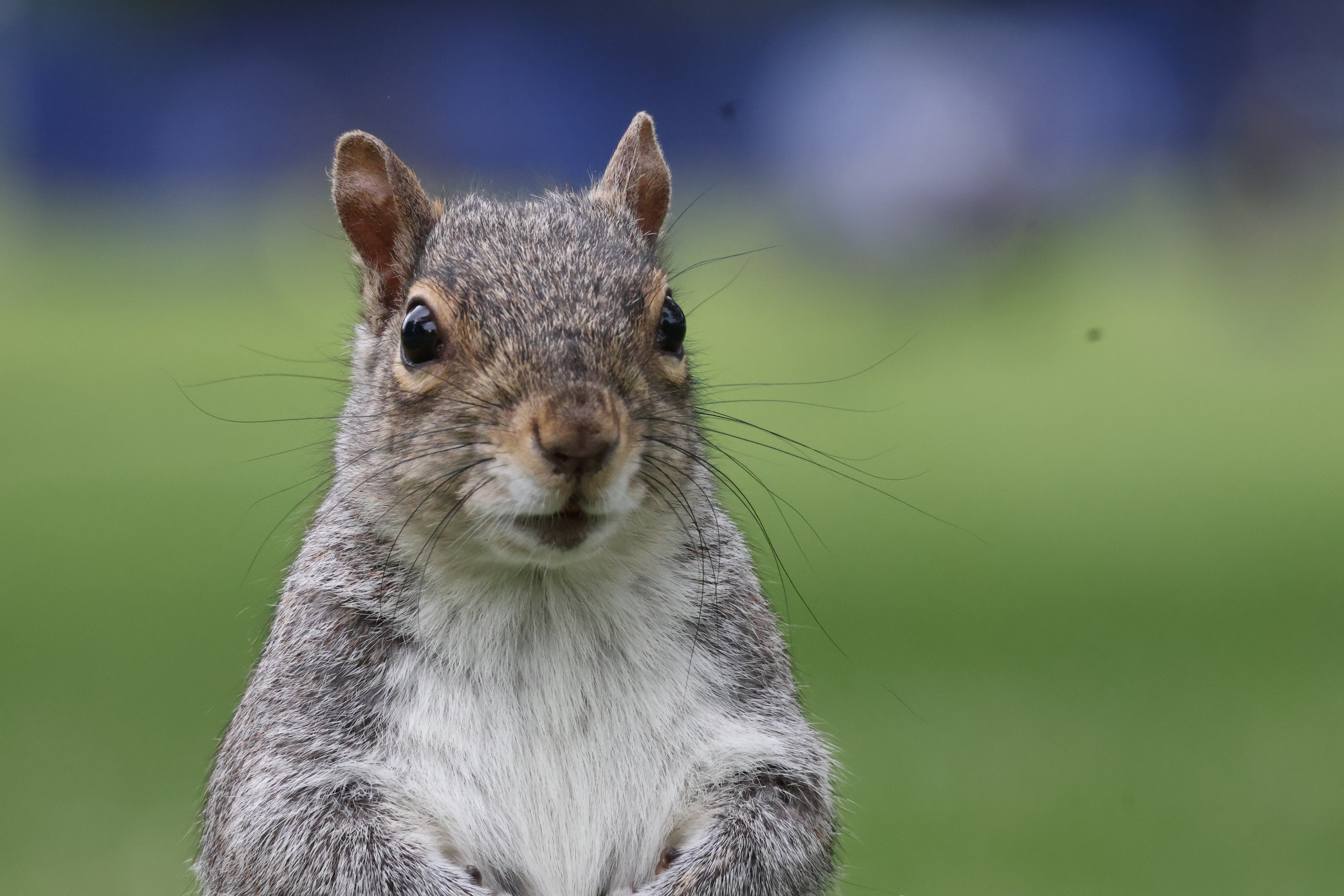 A squirrel looking ahead with fuzzy blue in the background.