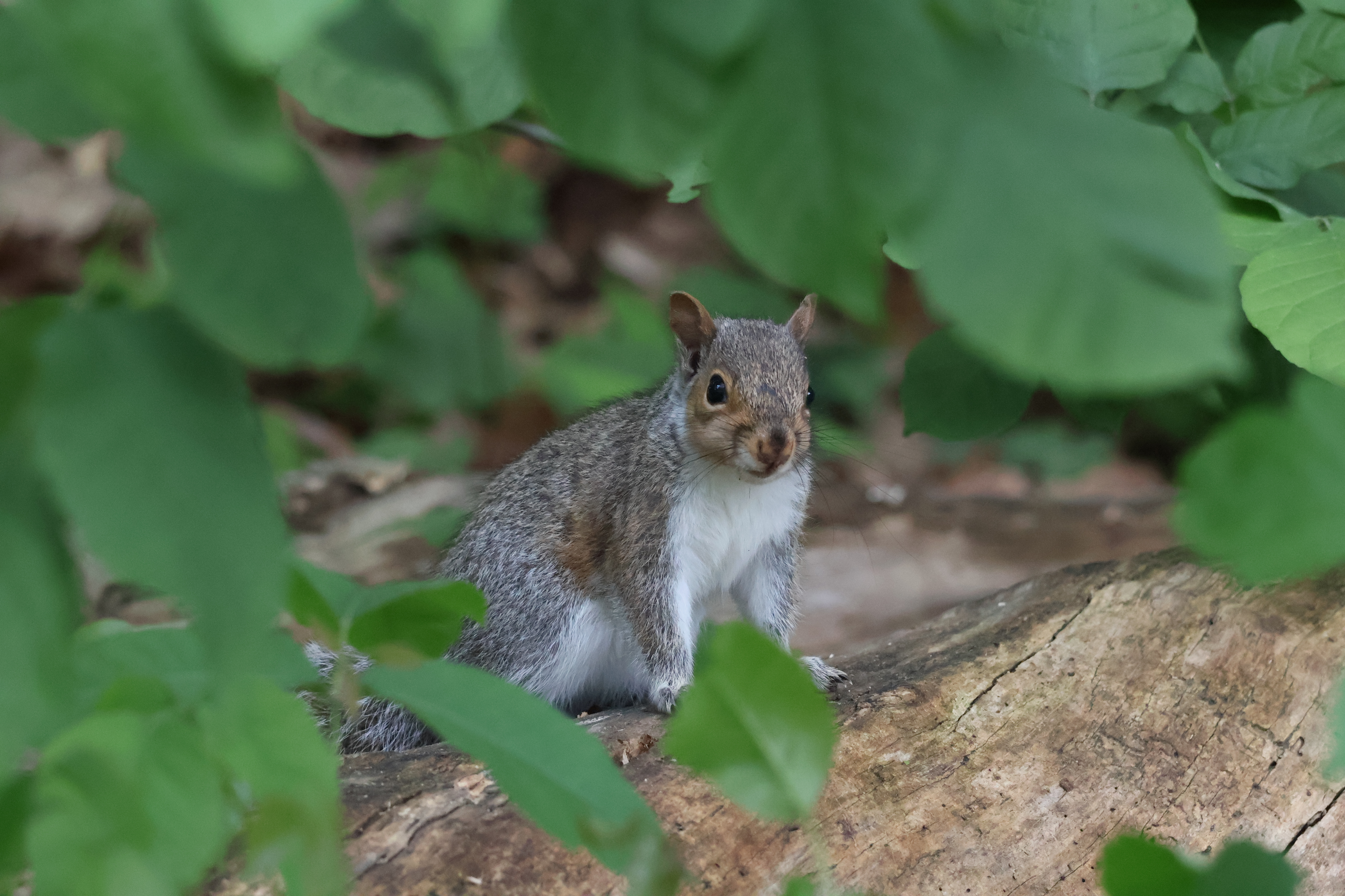 A squirrel standing on a log, in the middle of the frame. The edges are filled with leaves.