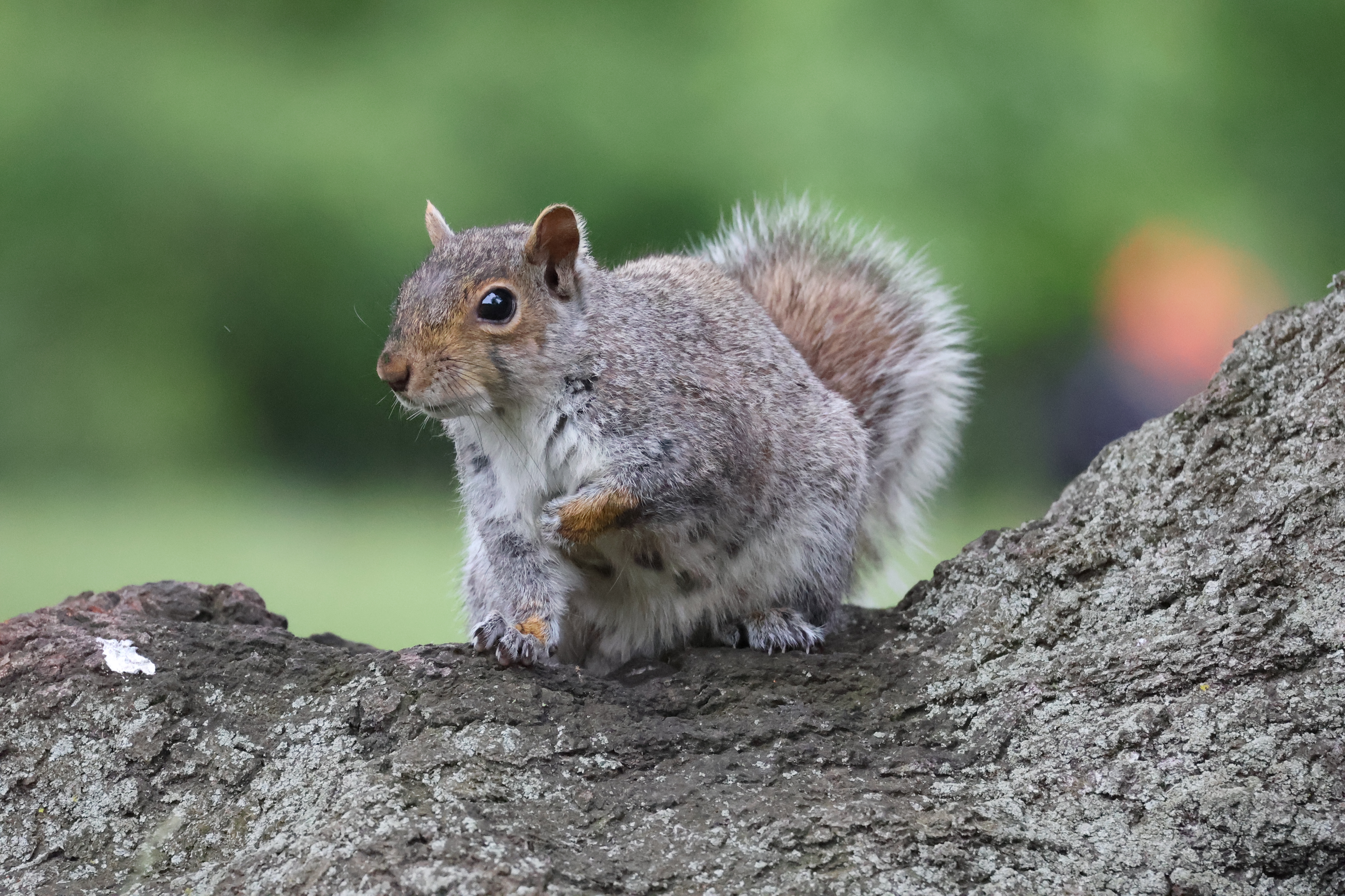 A squirrel with a notch in her ear with her left paw to her chest, standing on the roots of a tree.