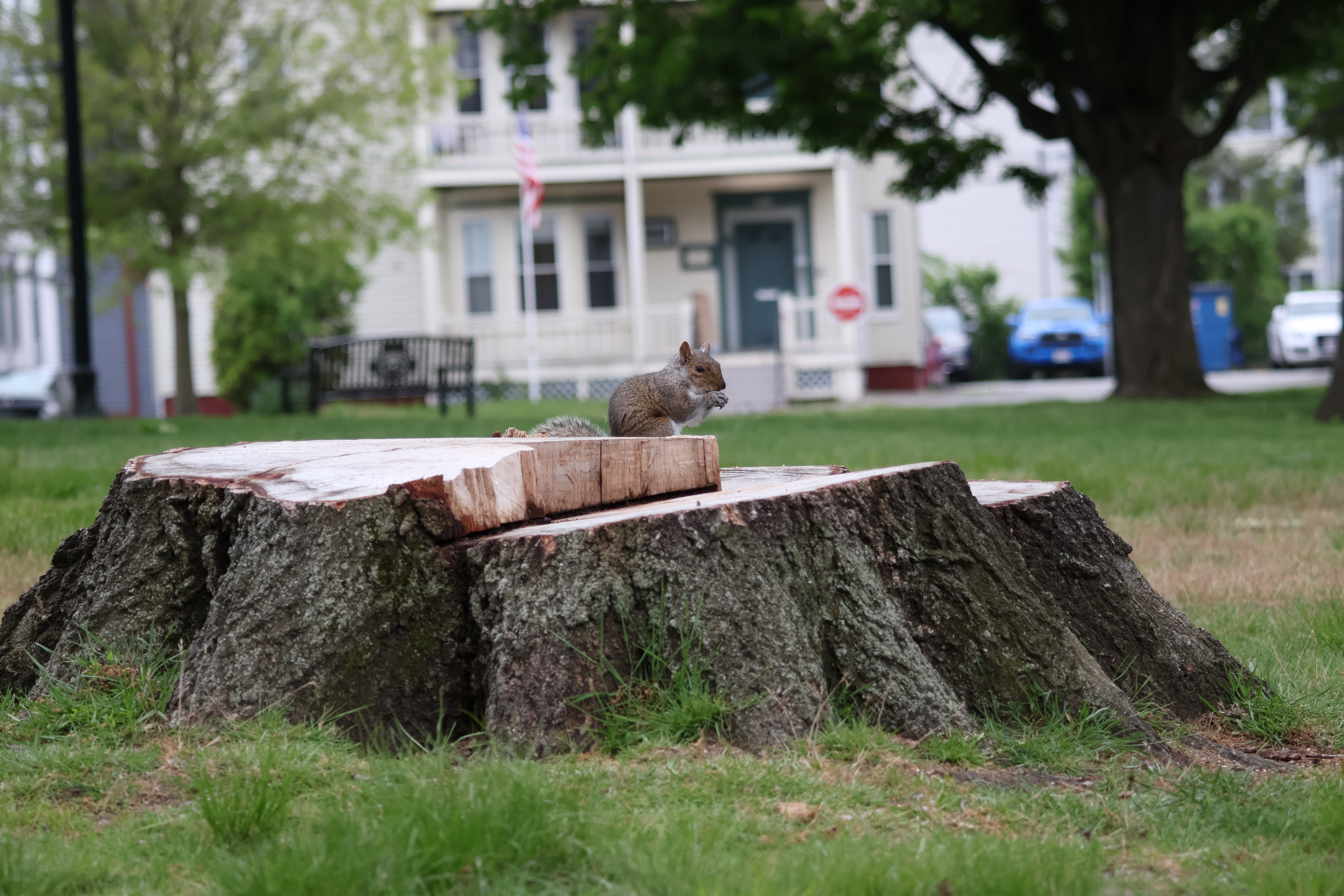 A squirrel standing on a tree stump, eating.