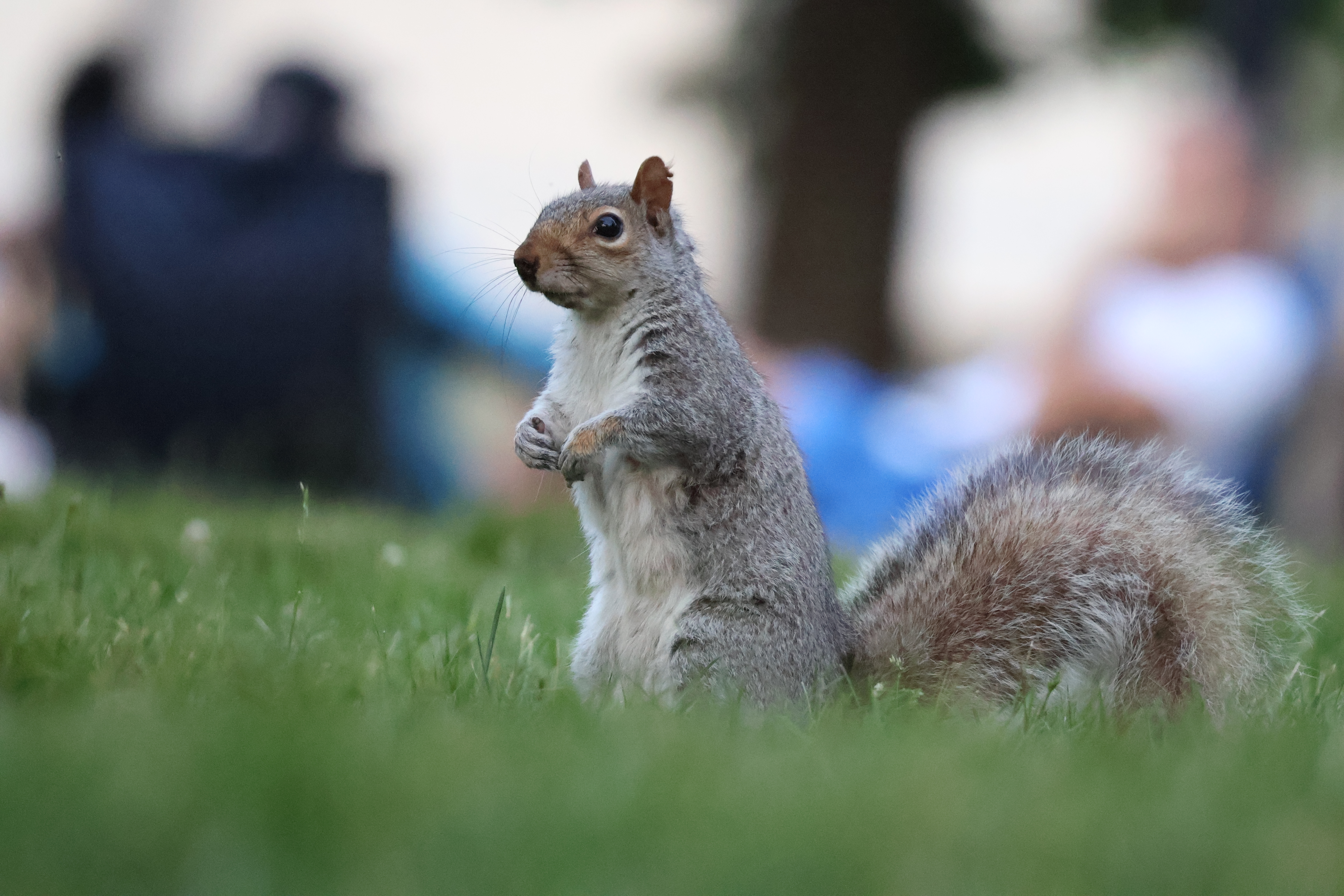 A squirrel standing upright facing to the left against a bright blurry background.