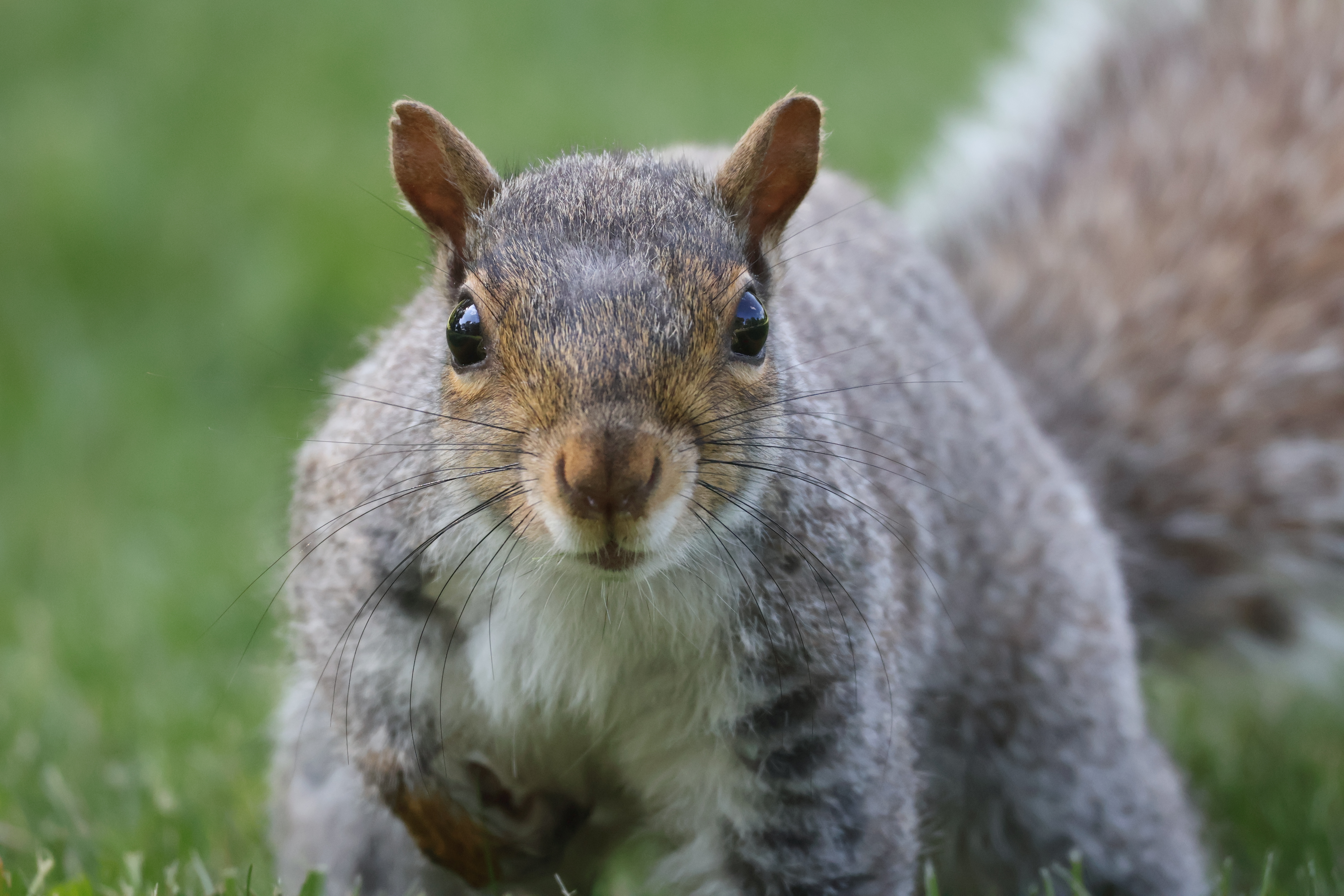 A squirrel with a notch in her ear staring at the camera from very close up.