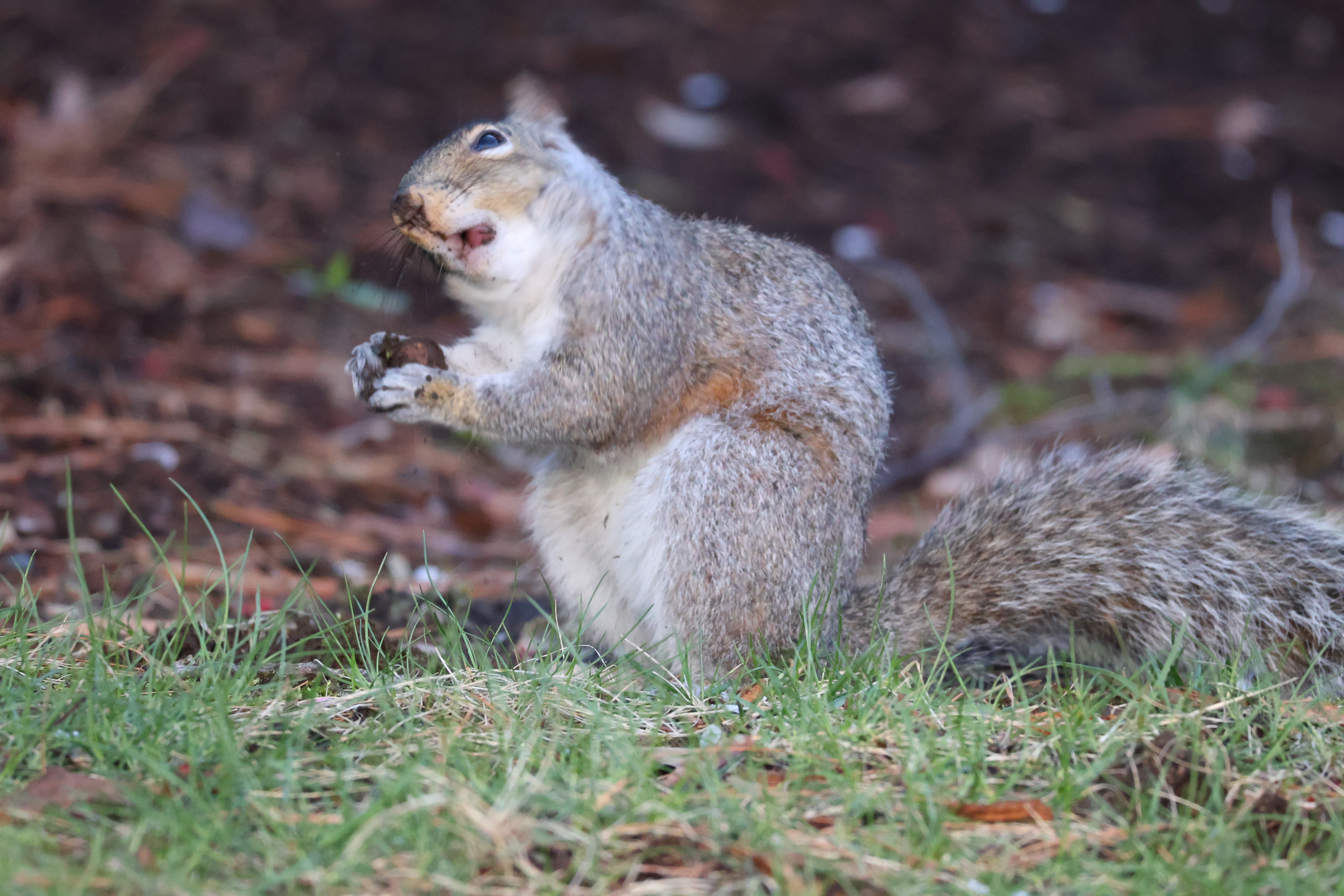 A squirrel, blurred by motion, excitedly chomps on a nut.