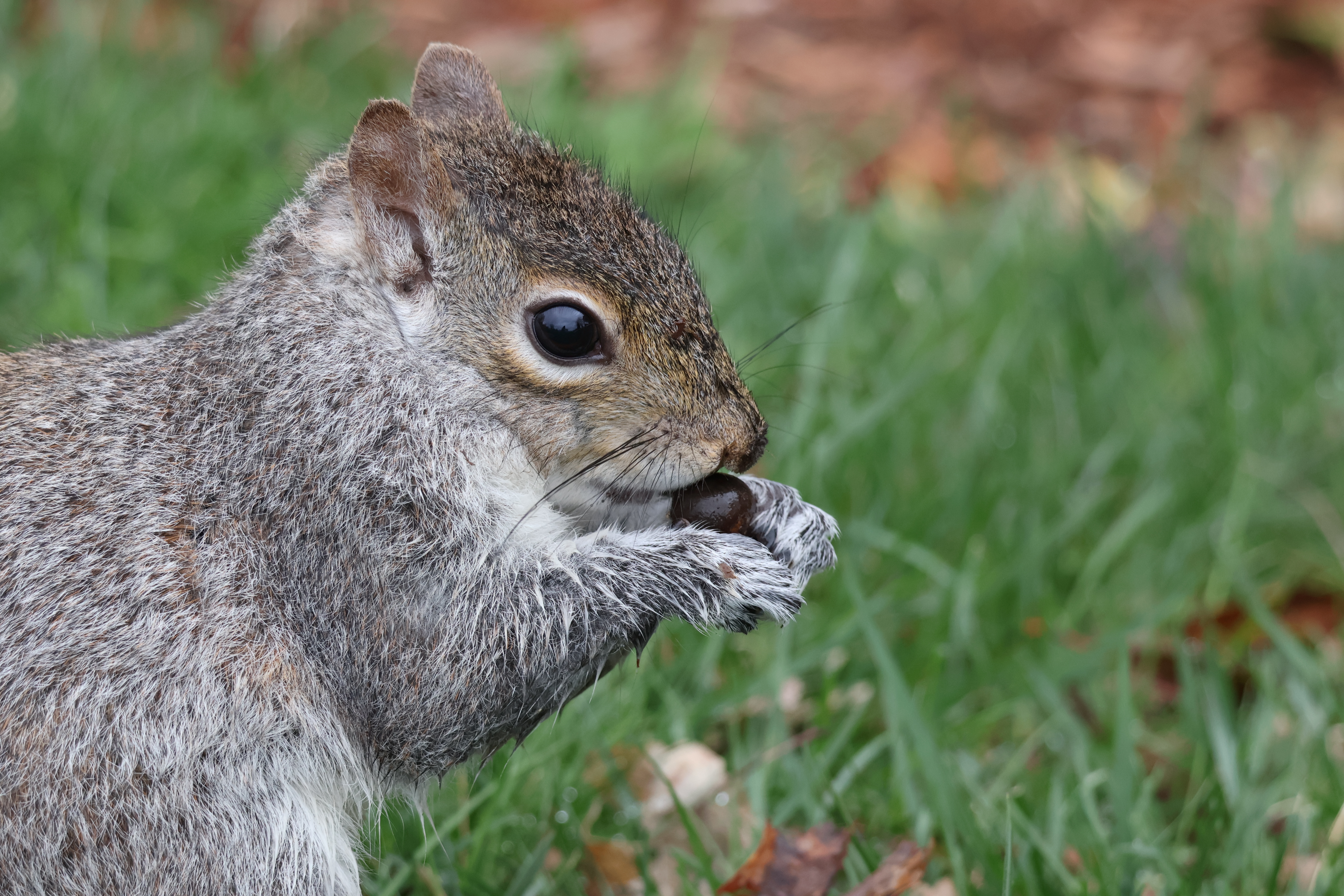 A squirrel is viewed holding a nut, zoomed in.