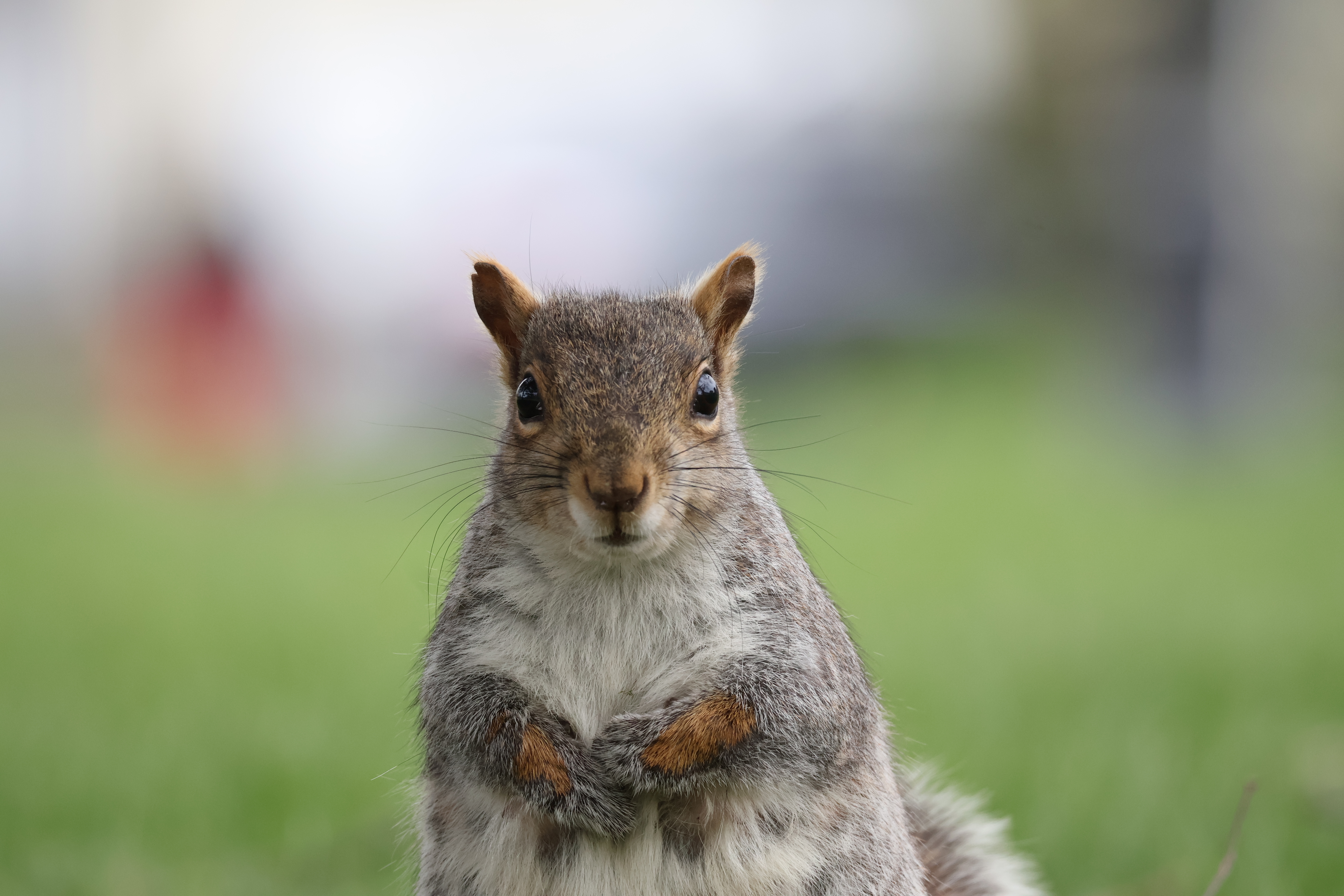 A squirrel with a notch in her ear staring at the camera while standing straight up against a blurry background.
