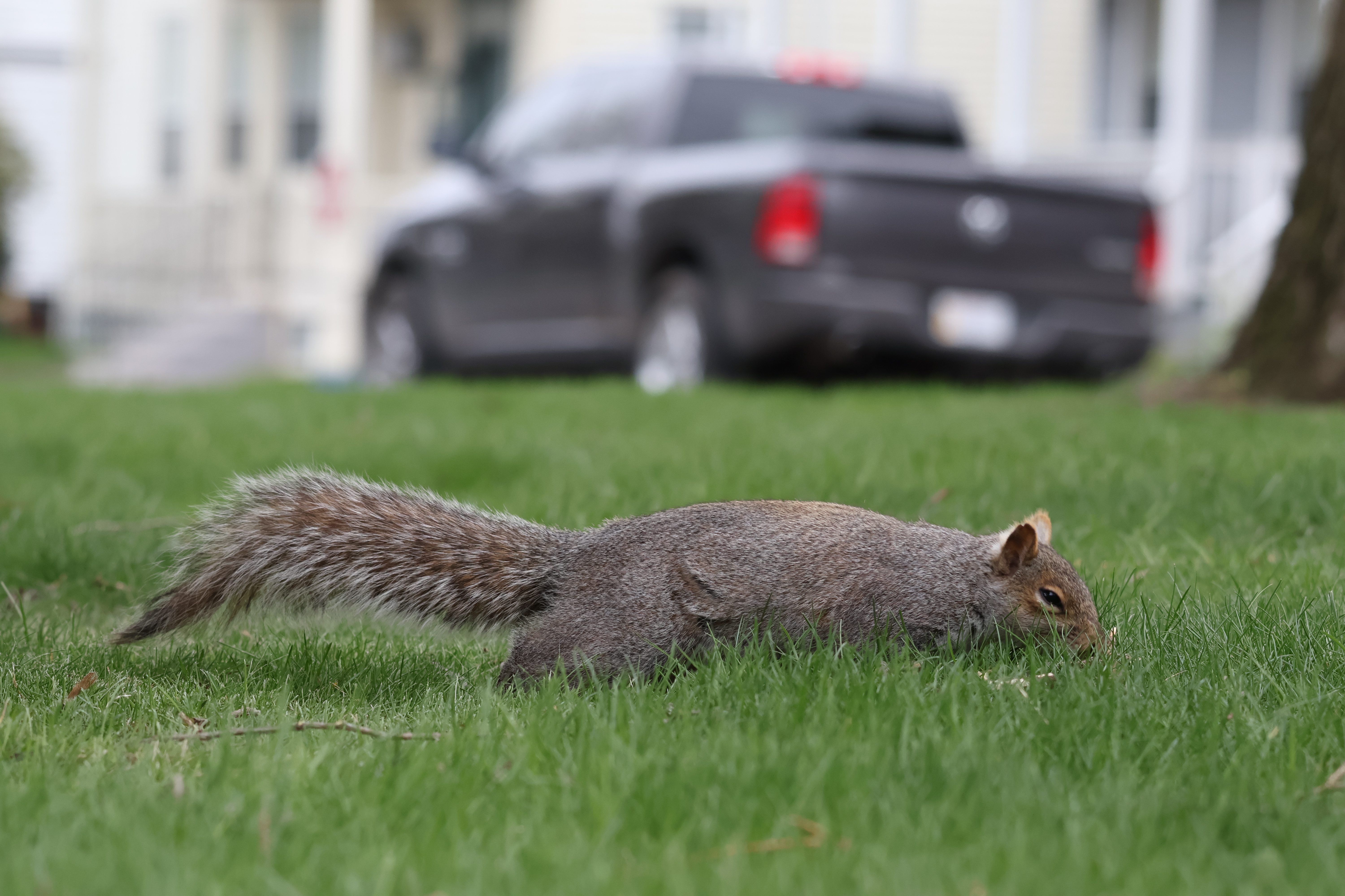 The squirrel with a notch in her ear is on all fours, moving left to right in frame. Her head is to the ground, sniffing. A black car is behind her.