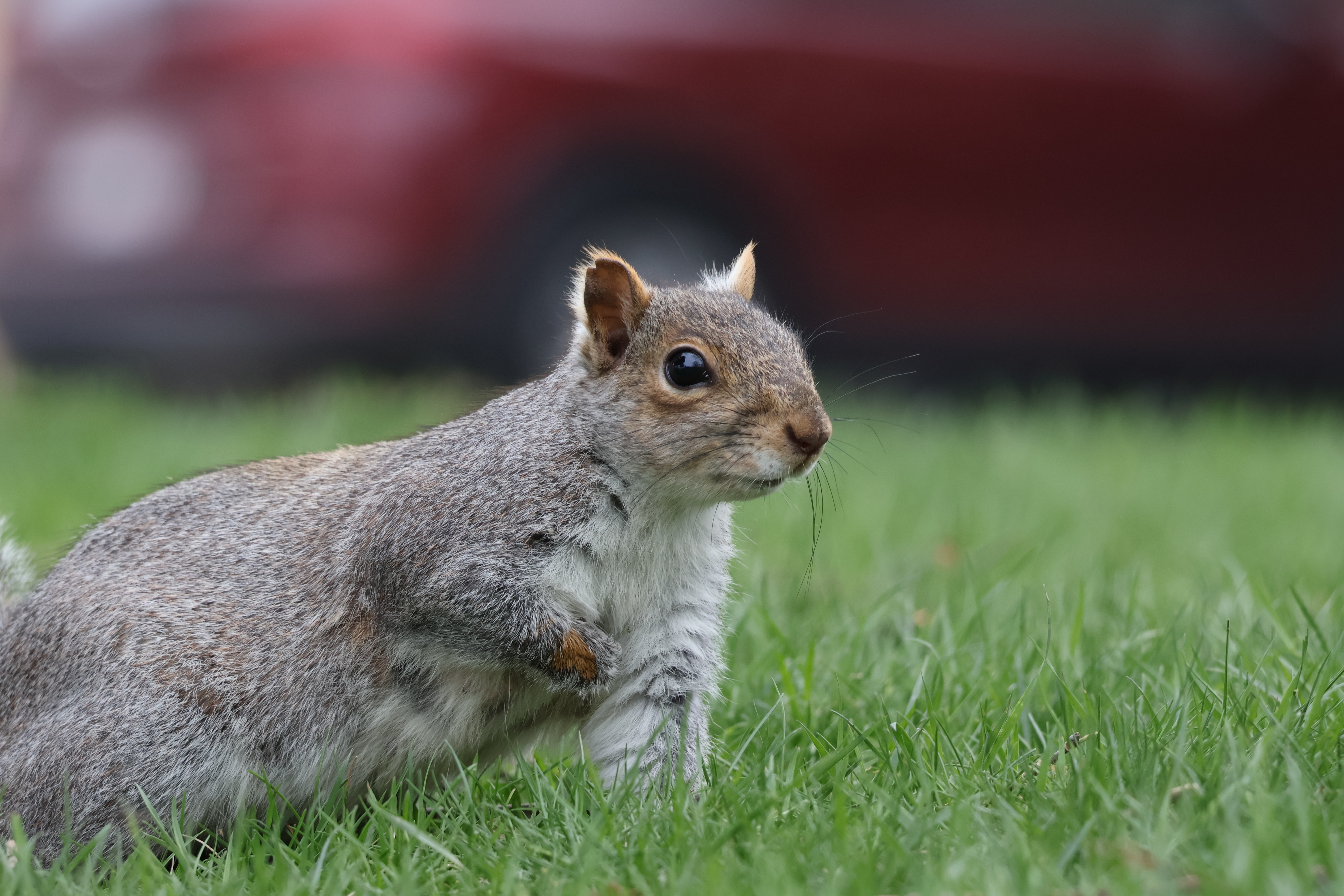 The squirrel with a notch in her ear is on all fours, moving left to right in frame. She is paused, as if sniffing, looking to the right with her right hand to her chest. A red car is blurred behind her.
