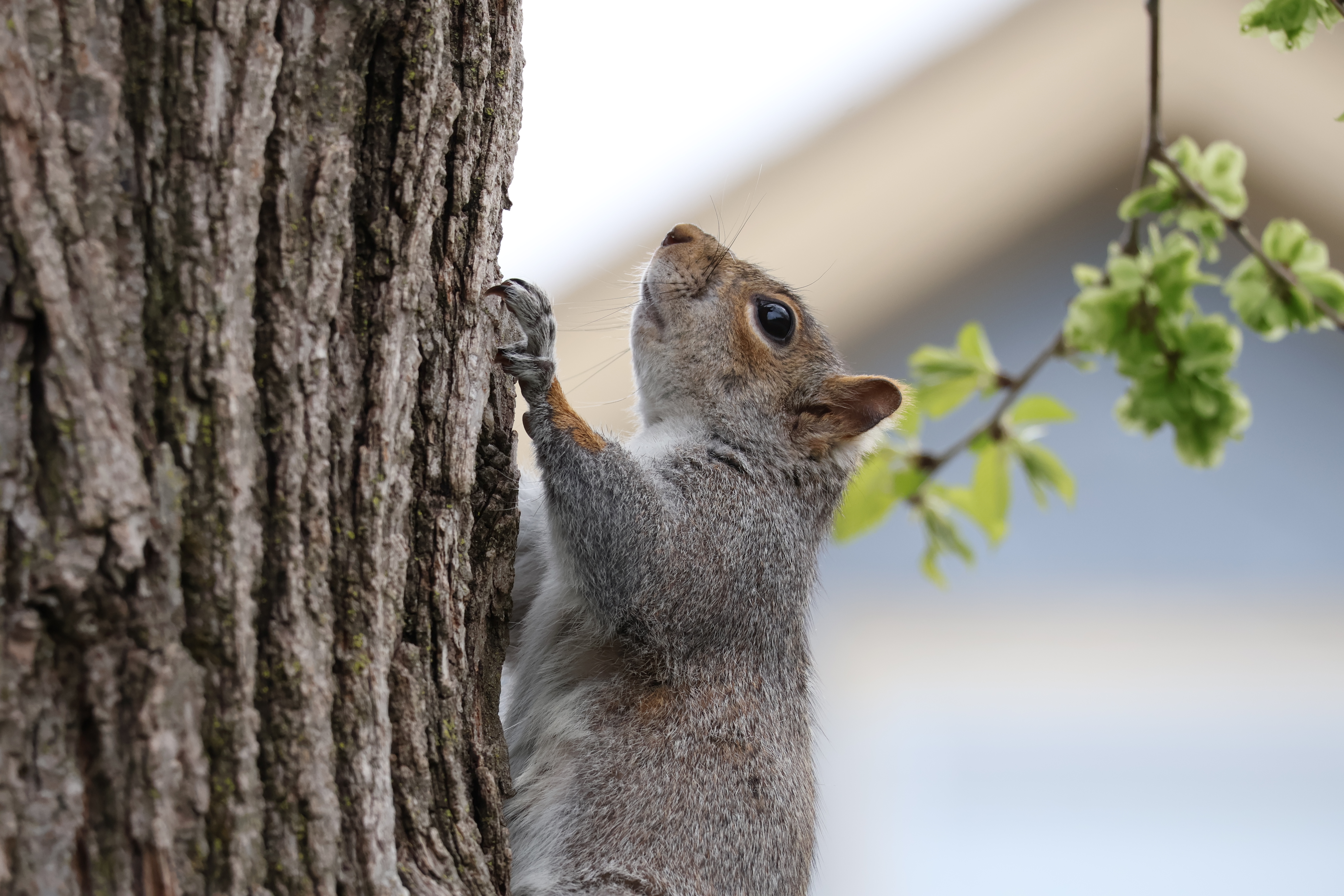 The squirrel with a notch in her ear is upright on the side of a tree in the middle of the frame. A house and some leaves are blurred behind her.