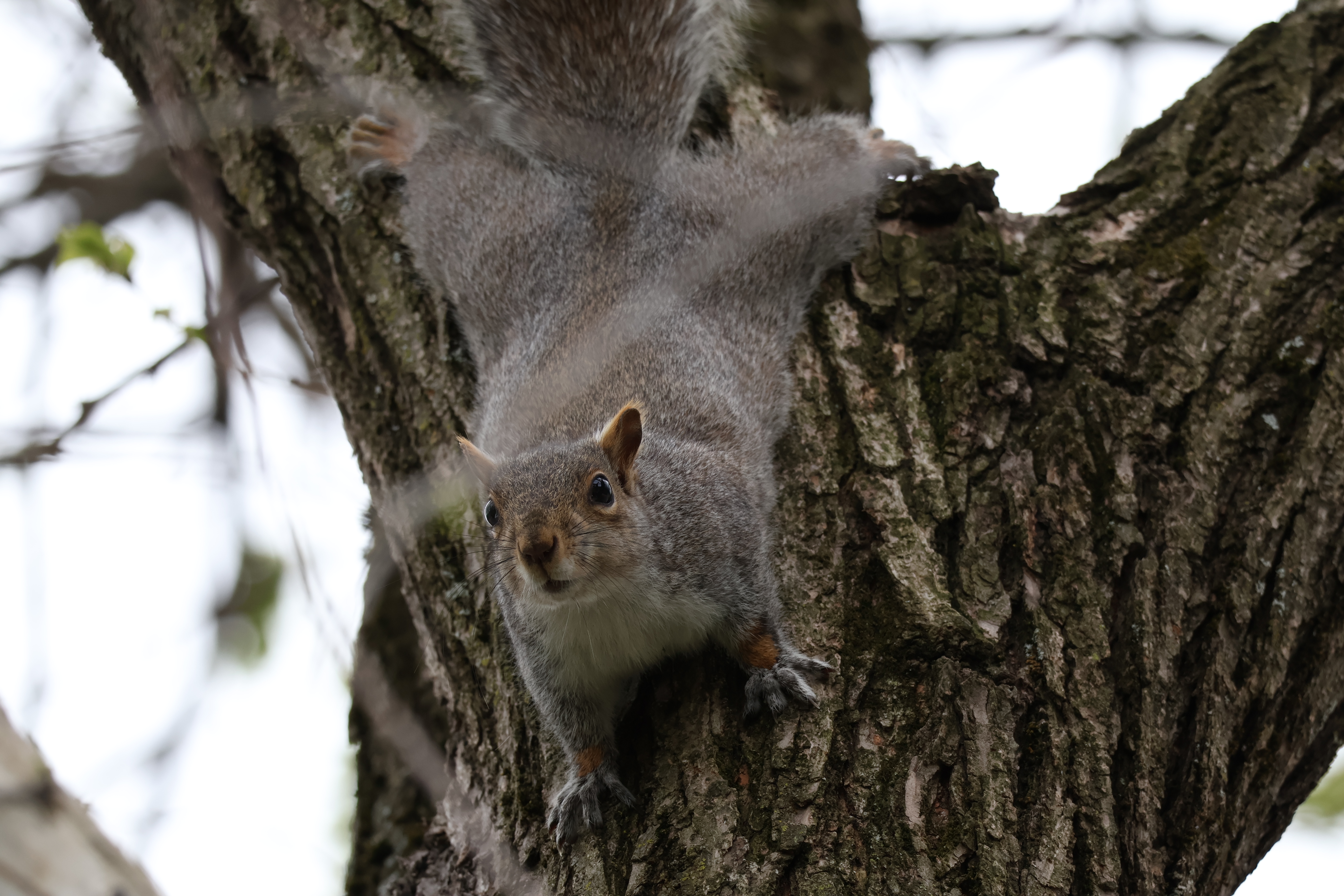 The squirrel with a notch in her ear is staring downwards at me from the tree.