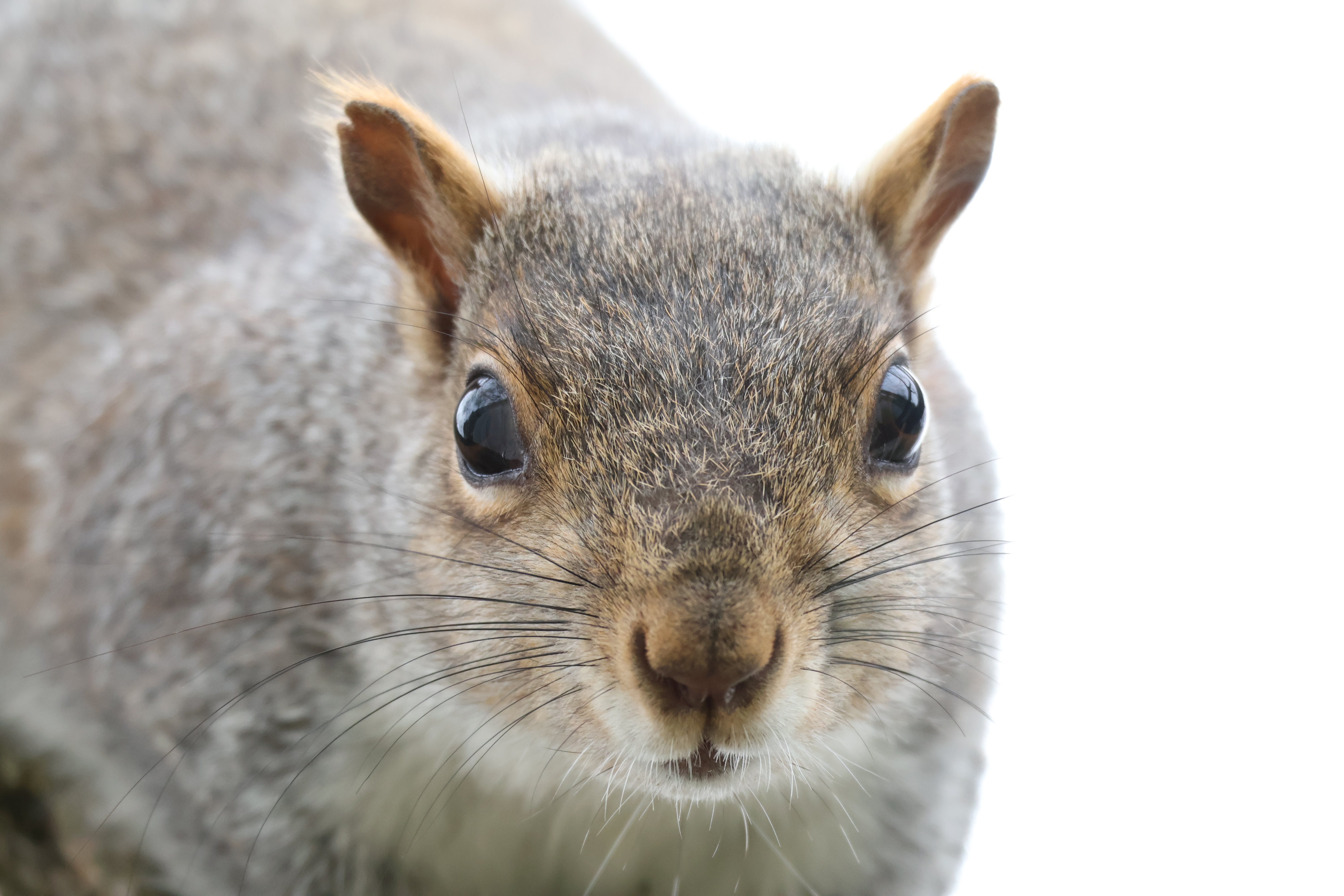 A close-up of the squirrel with a notch in her ear. All we see is her face and part of her body on a white background, with a hint of the tree in the bottom left.