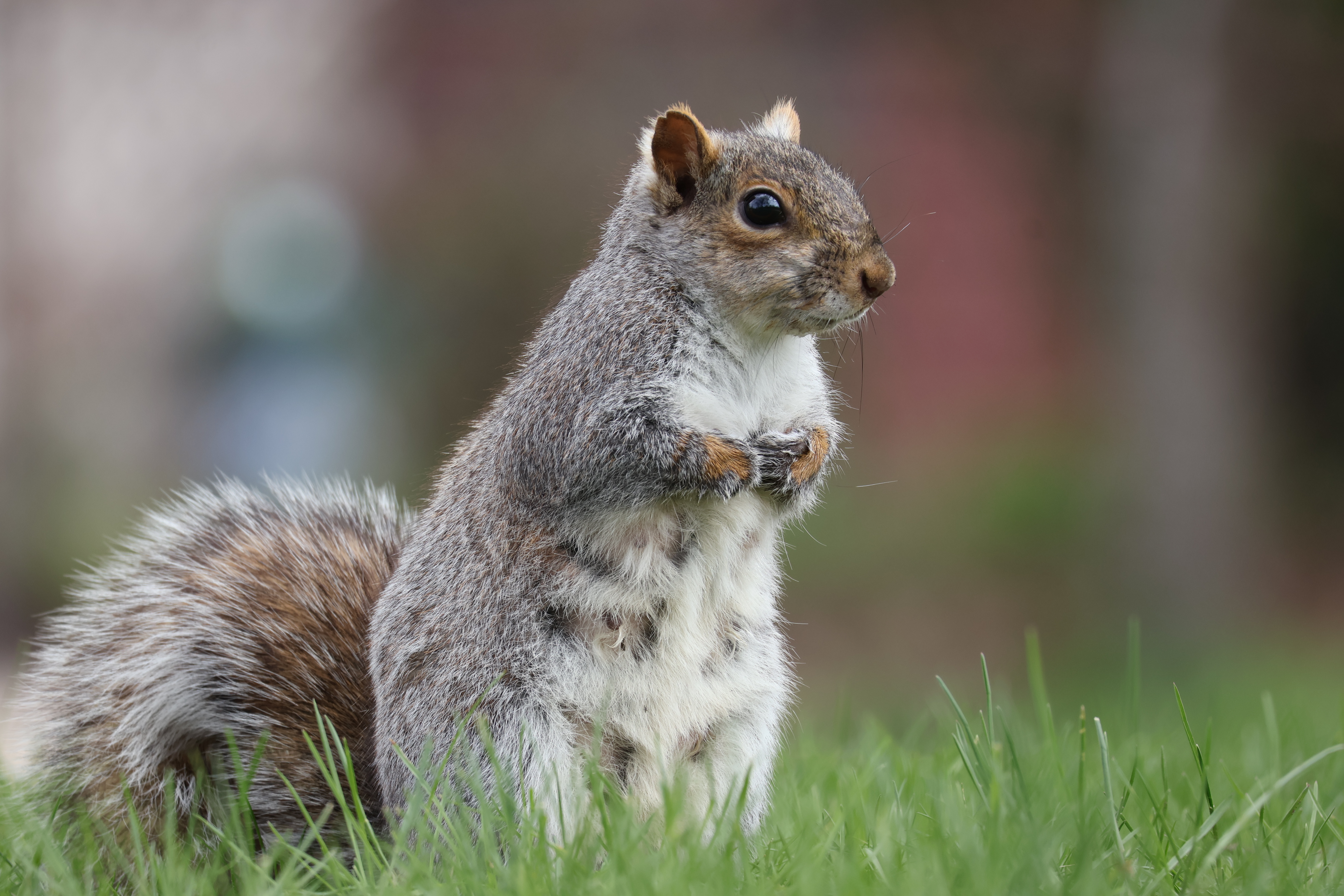 The squirrel with a notch in her ear stands upright looking to the right. Most of the front of her body is visible.