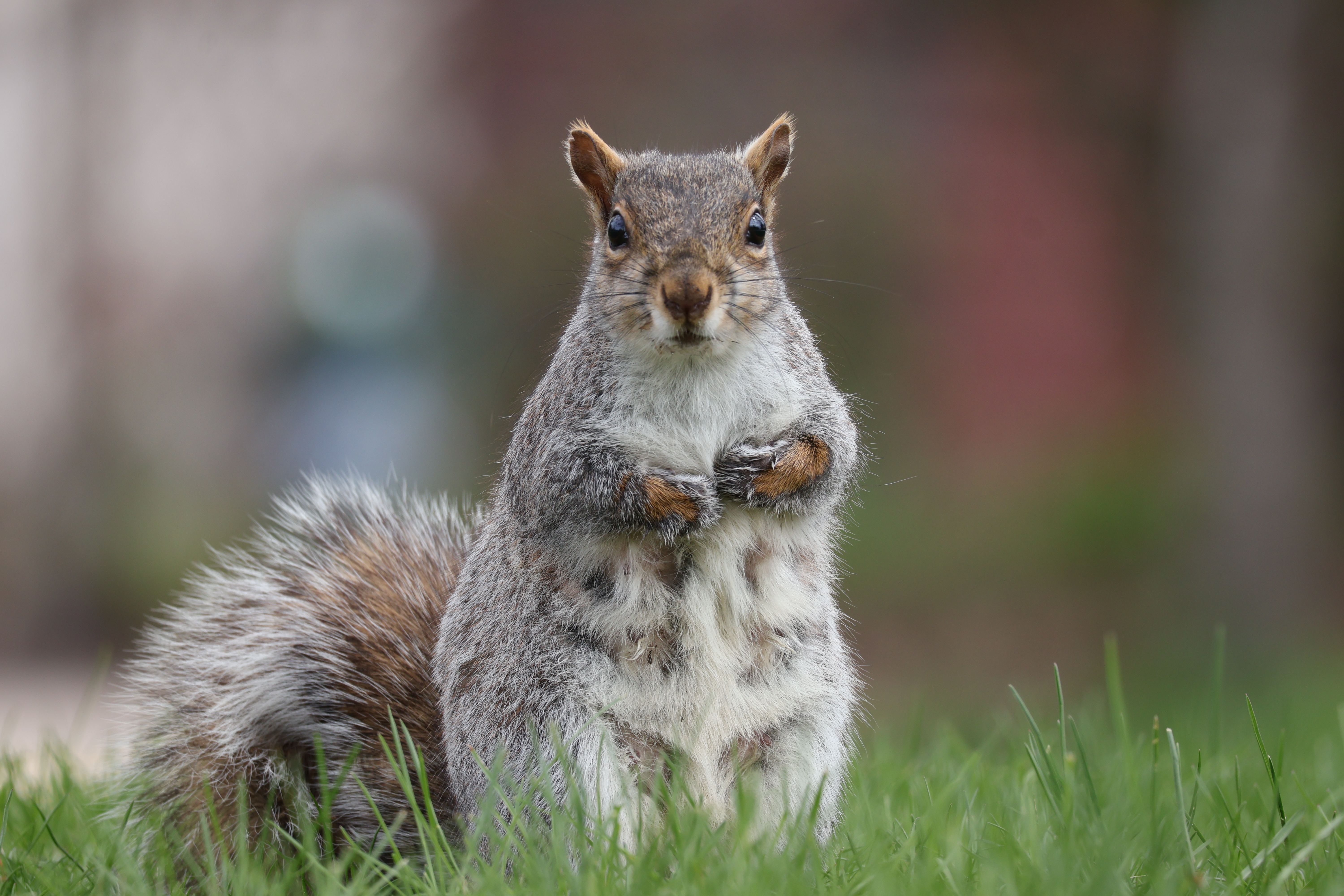 The squirrel with a notch in her ear stands upright looking at the camera. The whole front of her body is visible.