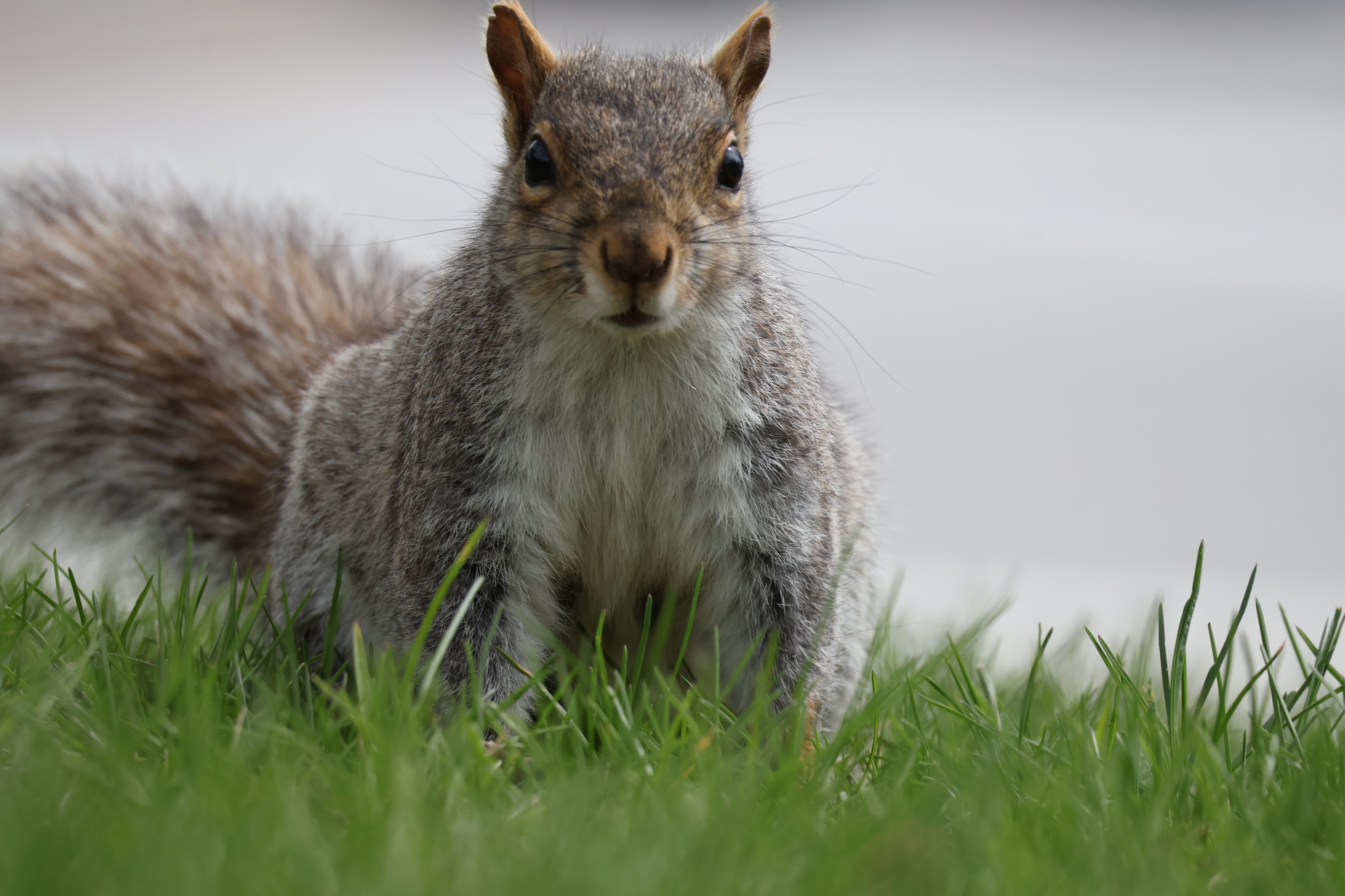 The squirrel with a notch in her ear stands on all fours near the camera.