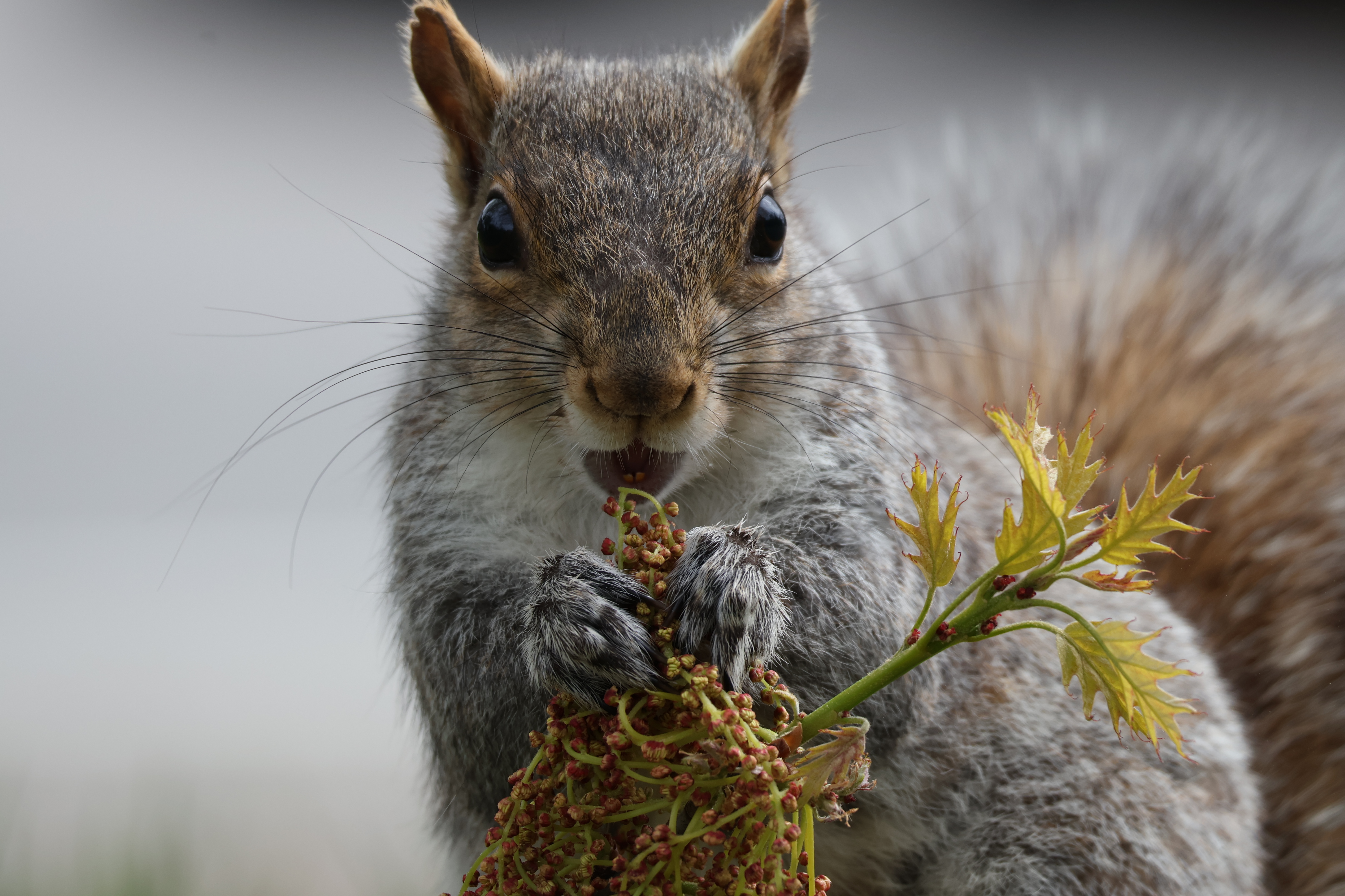 The squirrel with a notch in her ear is eating a massive fluffy tuft of something organic.