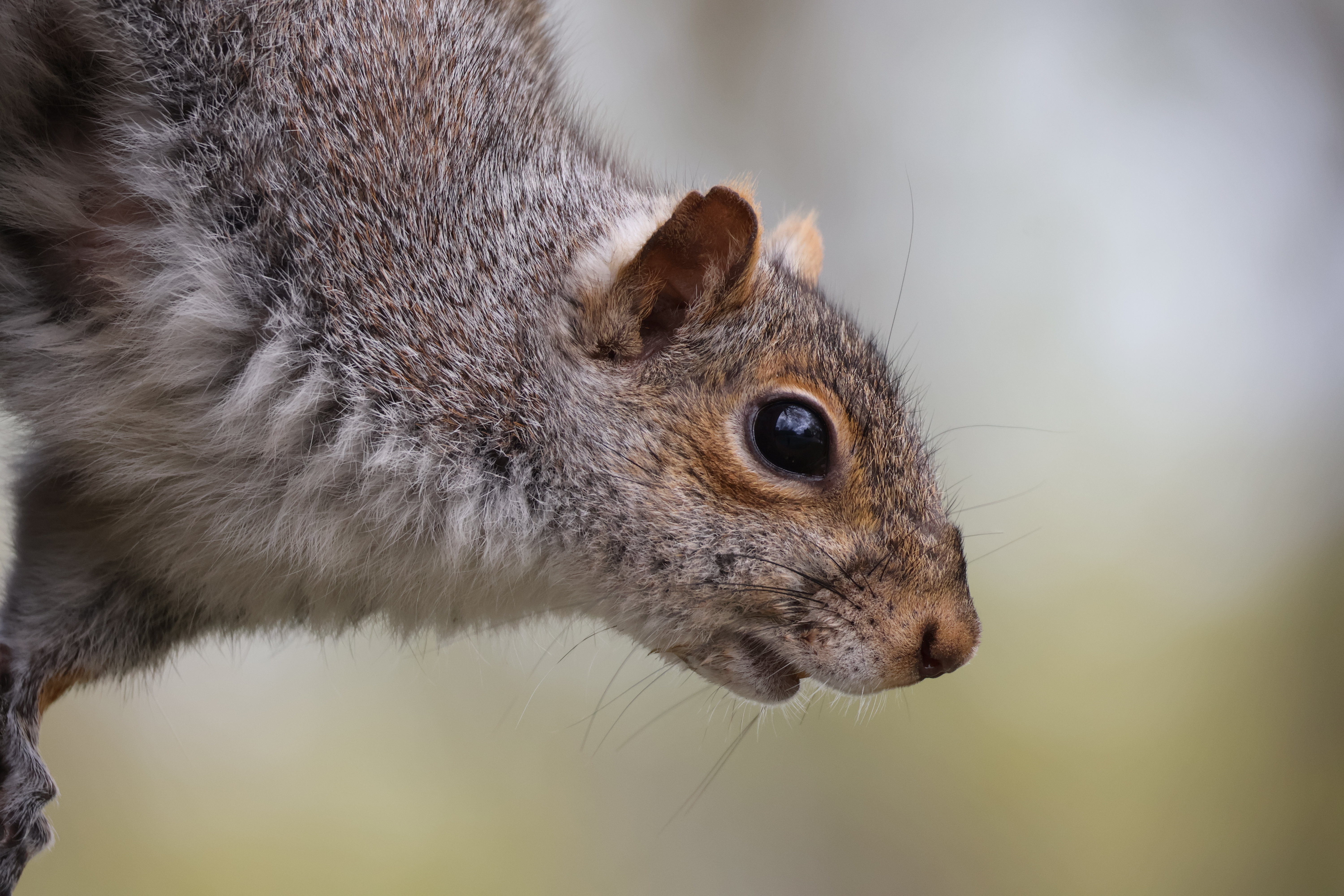 Notch is on the side of a tree facing downward and to the right. The background is completely blurred.
