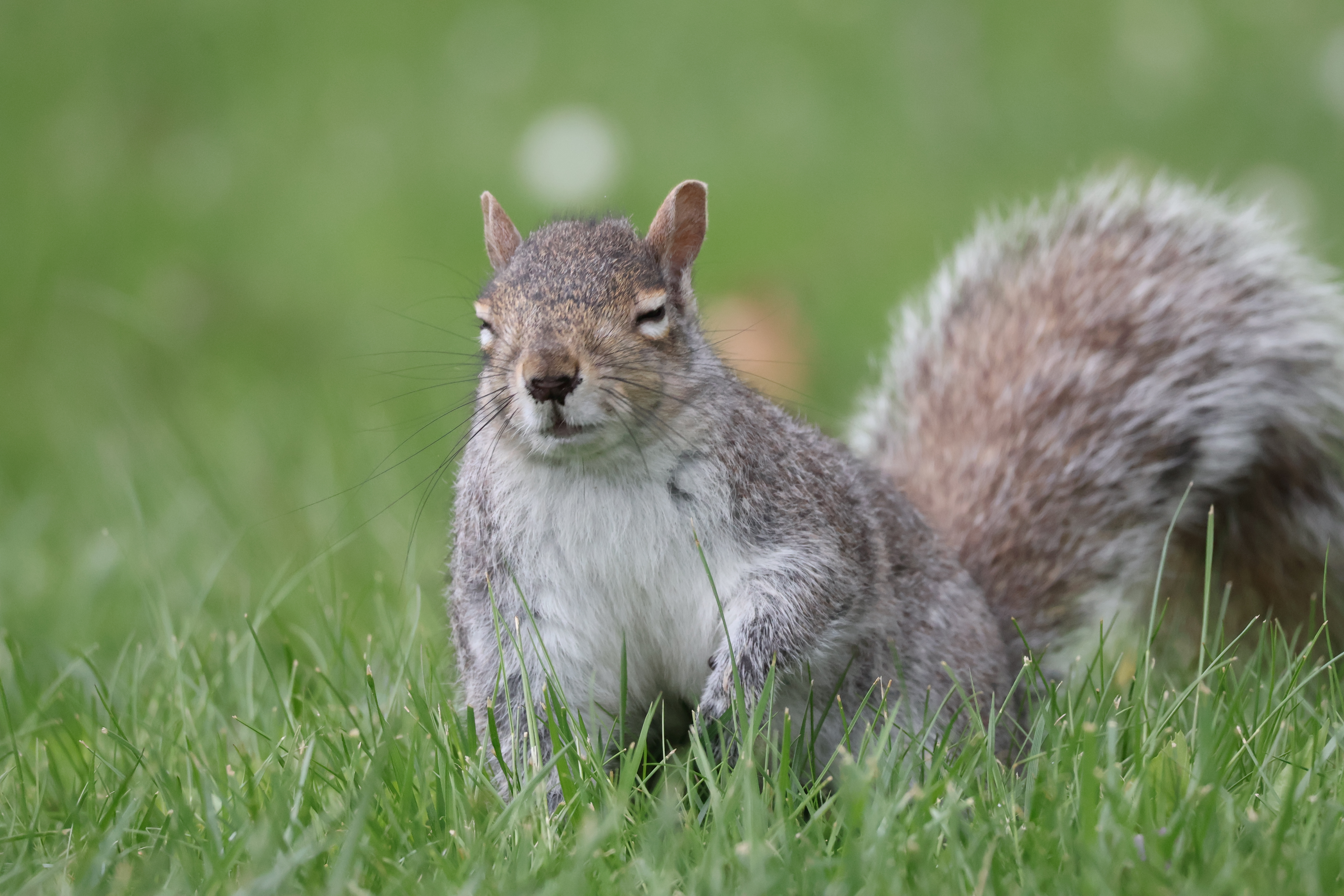 A squirrel standing on all fours, in the middle of a blink.